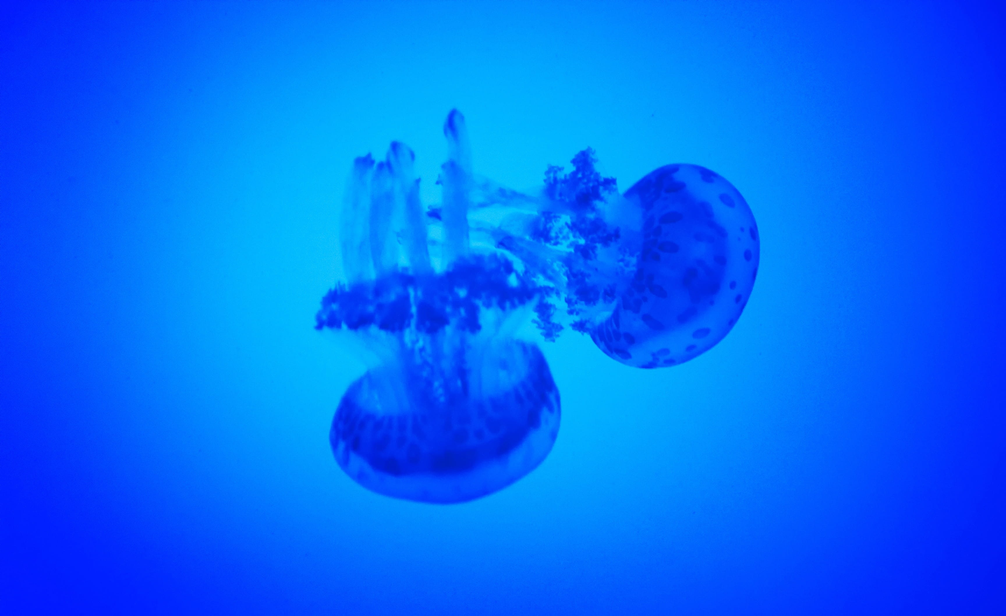 no people, animal wildlife, Water, beauty in nature, sea life, fluorescent, jelly-fish, glowing, aquatic, invertebrate, tentacles, glow, sea, translucent, HD Wallpaper