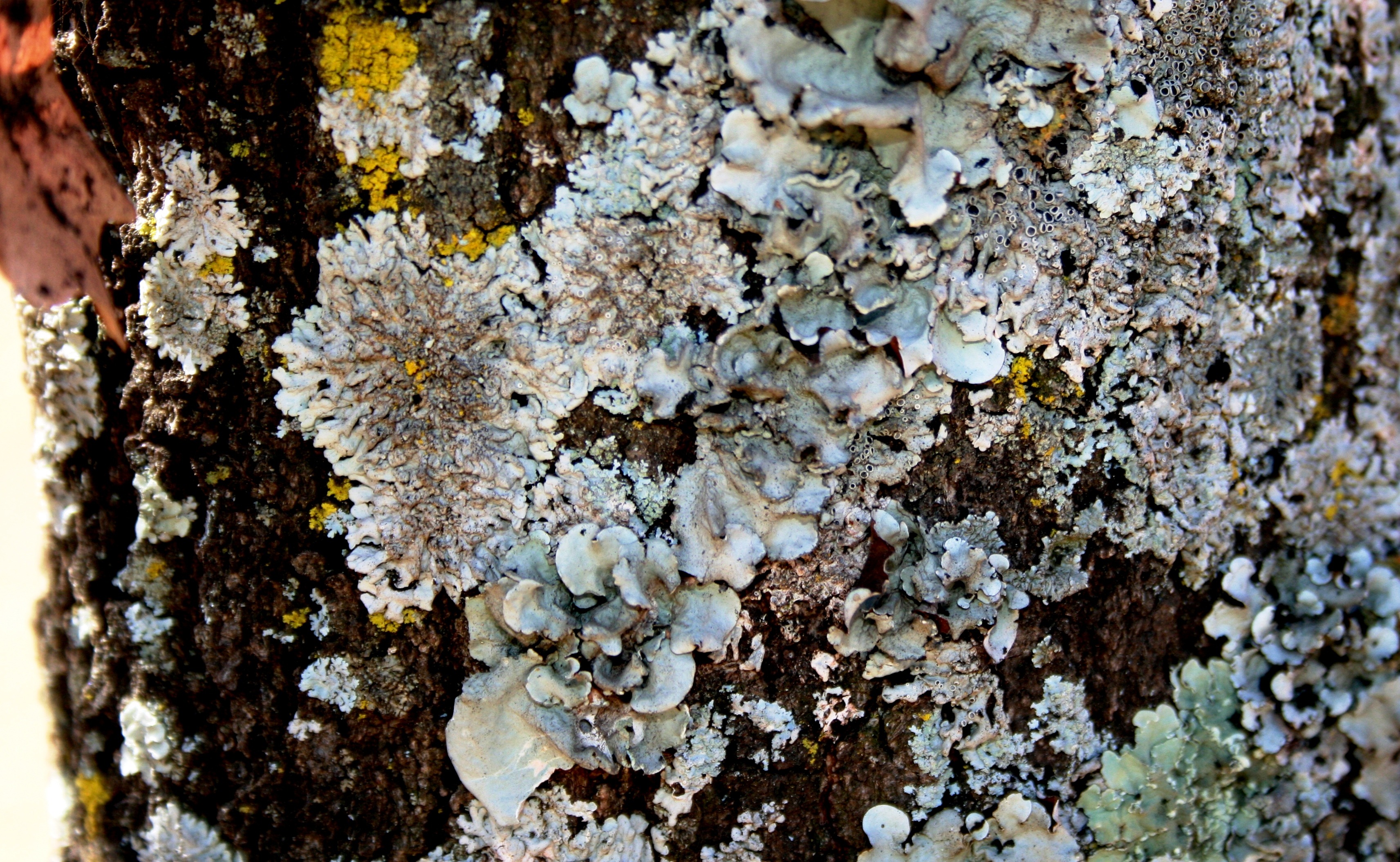 moss, bark, 2K, full frame, no people, rock, trunk, fungus, rock - object, shady side, plant, solid, frilly, symbiosis, growth, light grey, beauty in nature, HD Wallpaper
