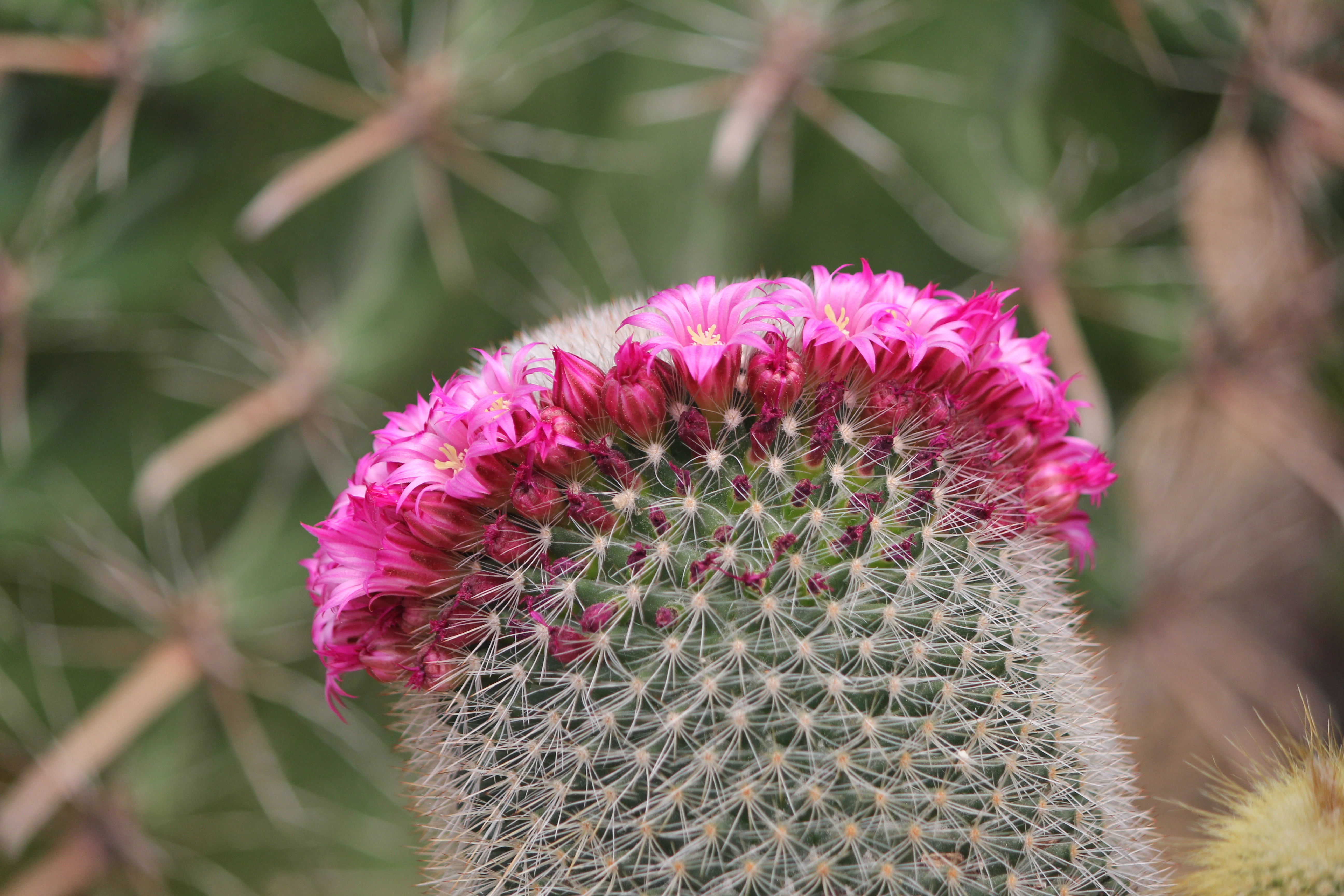 flowering plant, thorn, beauty in nature, freshness, petal, focus on foreground, fragility, flower, park greenhouse, cactus, 5K, vulnerability, growth, HD Wallpaper