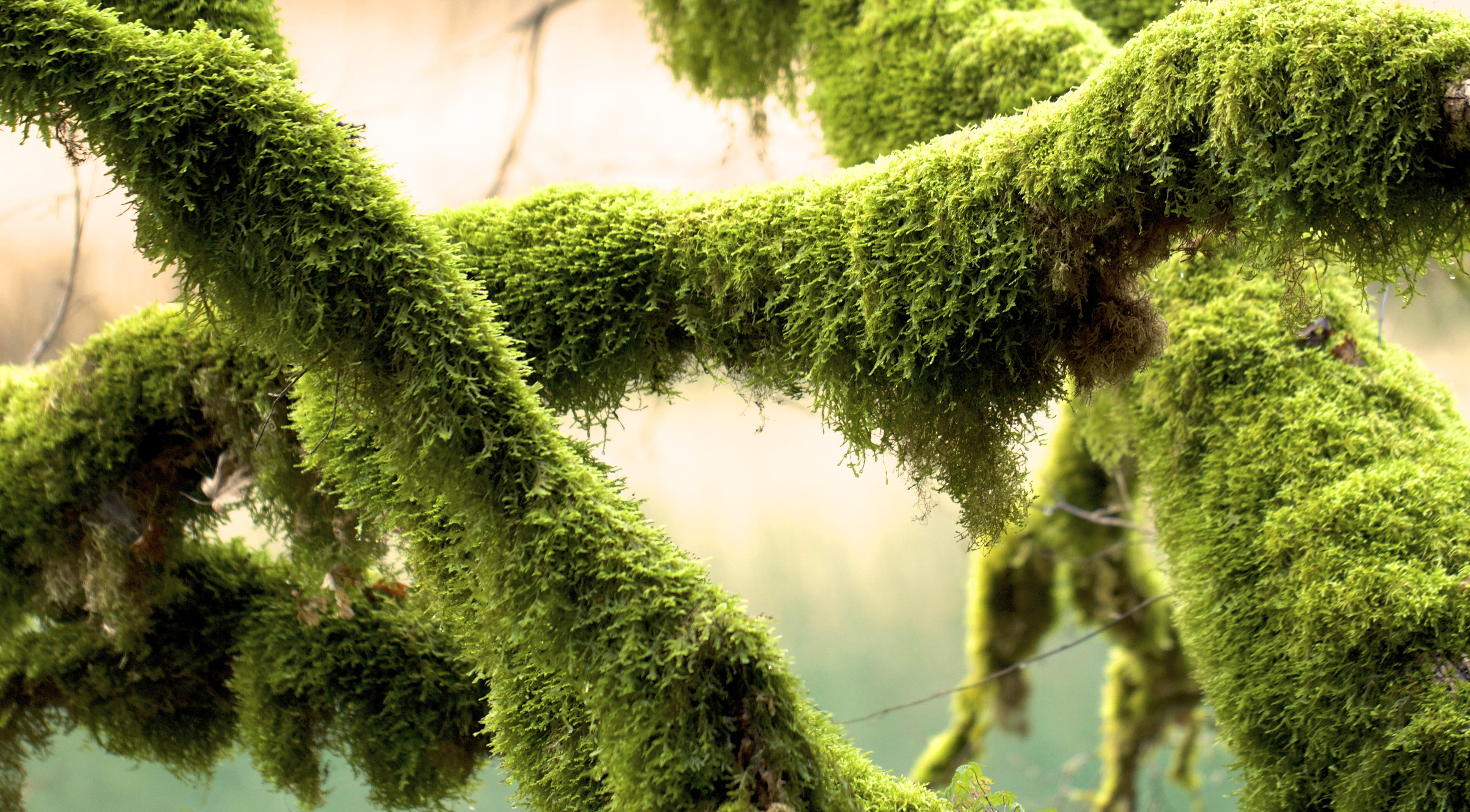green, outdoors, selective focus, environment, selective, freshness, moss covered, day, green color, focus, growth, plant, pine tree, symbiosis, coniferous tree, HD Wallpaper