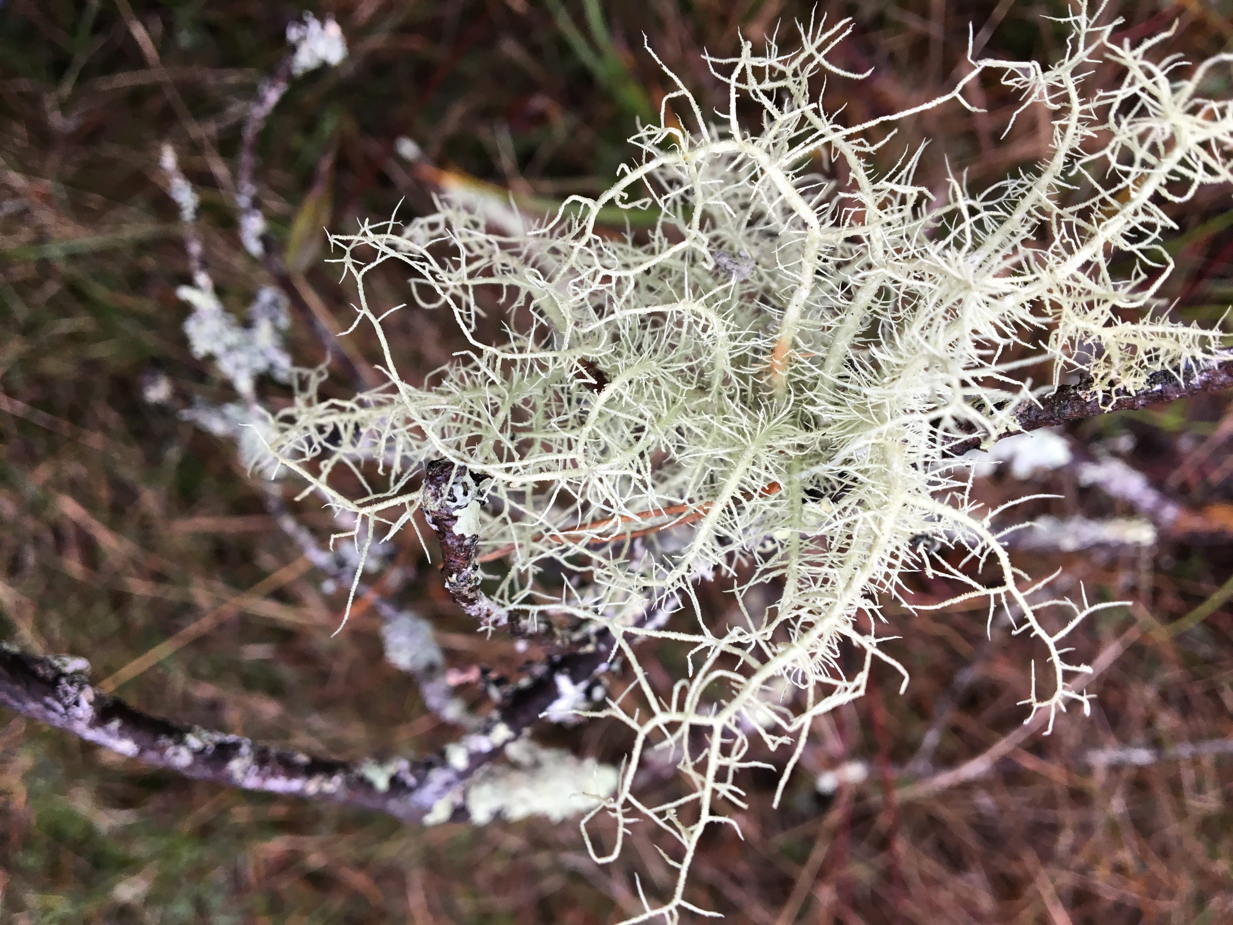nature, vegetation, symbiosis, outdoors, growth, structure, frost, flora, tranquility, plant, frozen, focus on foreground, fragility, winter, fouling, vulnerability, HD Wallpaper