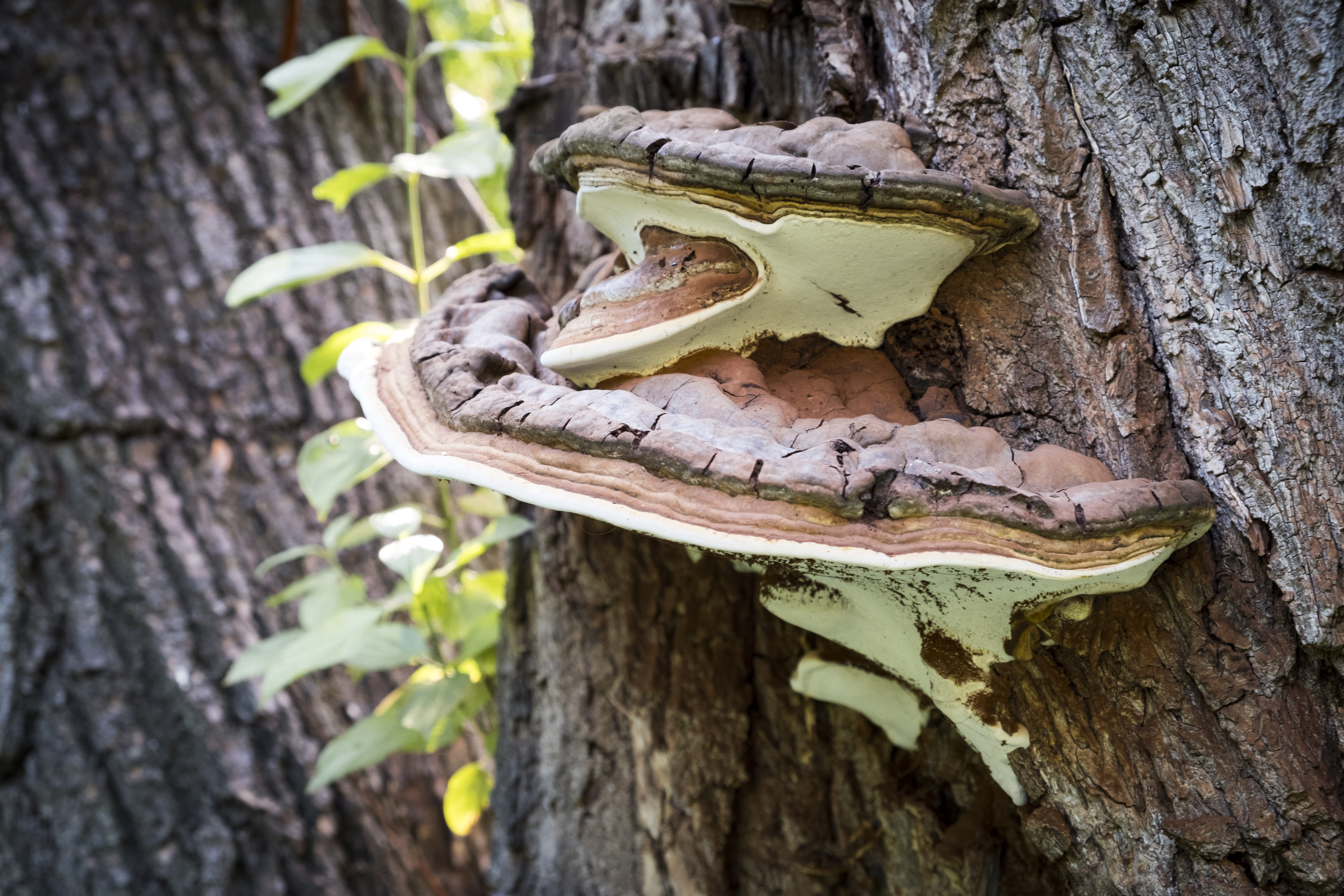 one animal, animals in the wild, focus on foreground, fungus, parasite, animal, tree, day, outdoors, infestation, growth, mushroom, tribe, animal themes, HD Wallpaper