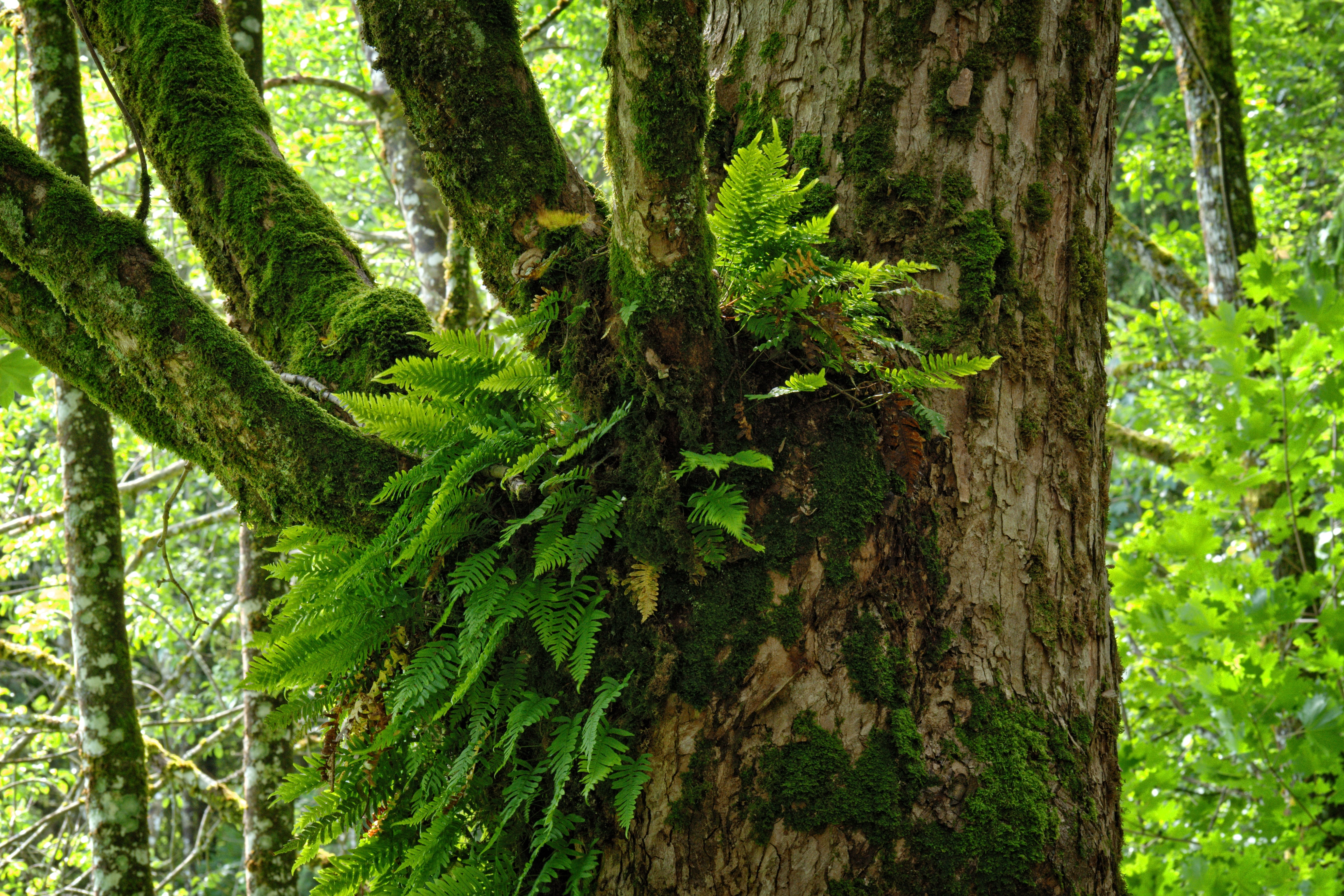outdoors, land, no people, growth, mystical, beauty in nature, old tree, focus on foreground, woodland, plant, nature, plant part, tree trunk, trunk, day, HD Wallpaper