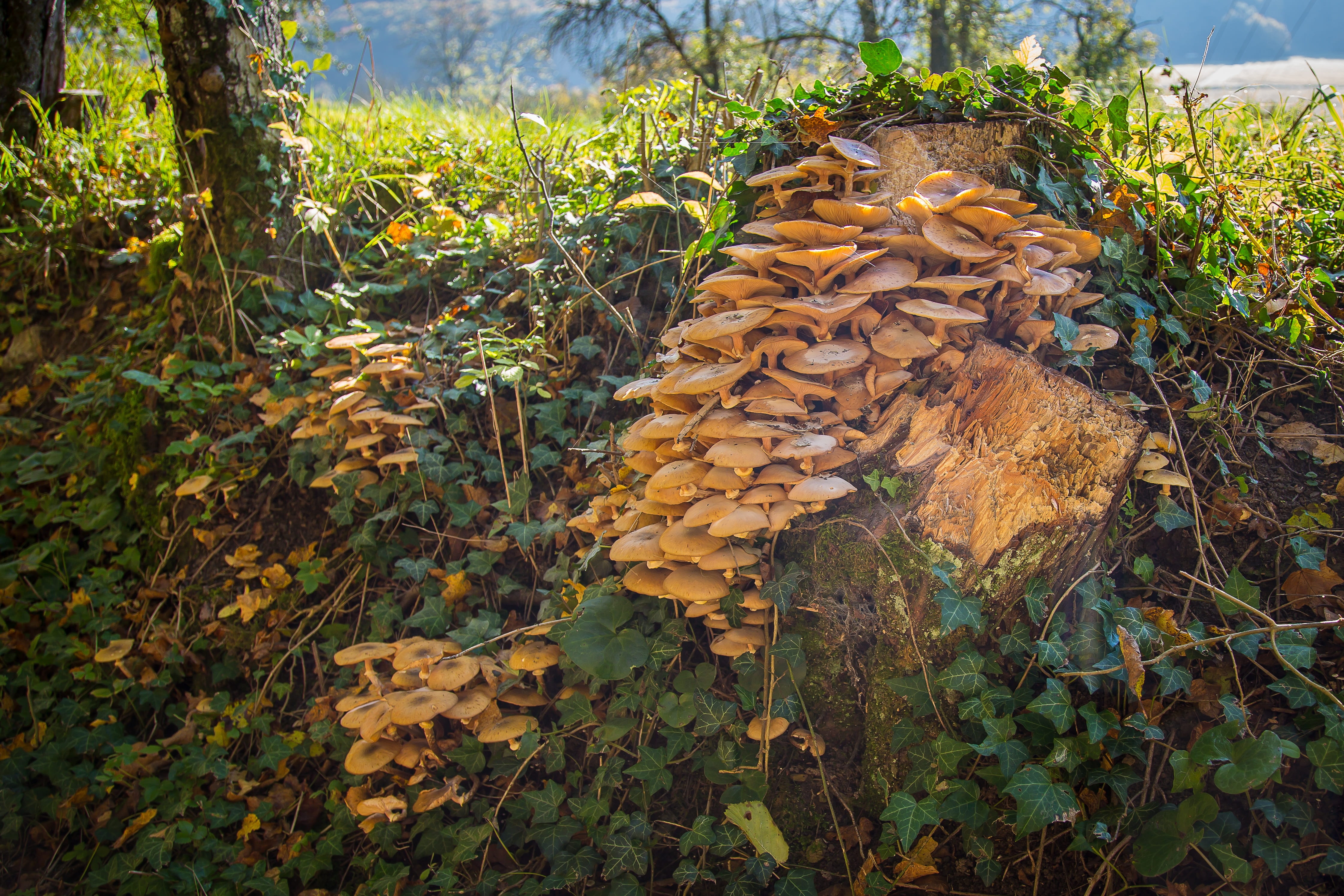log, symbiosis, tranquility, field, land, plant part, tree, schwefelkopf, close-up, 4K, no people, forest, grass, leaves, tree fungus, nature, change, HD Wallpaper