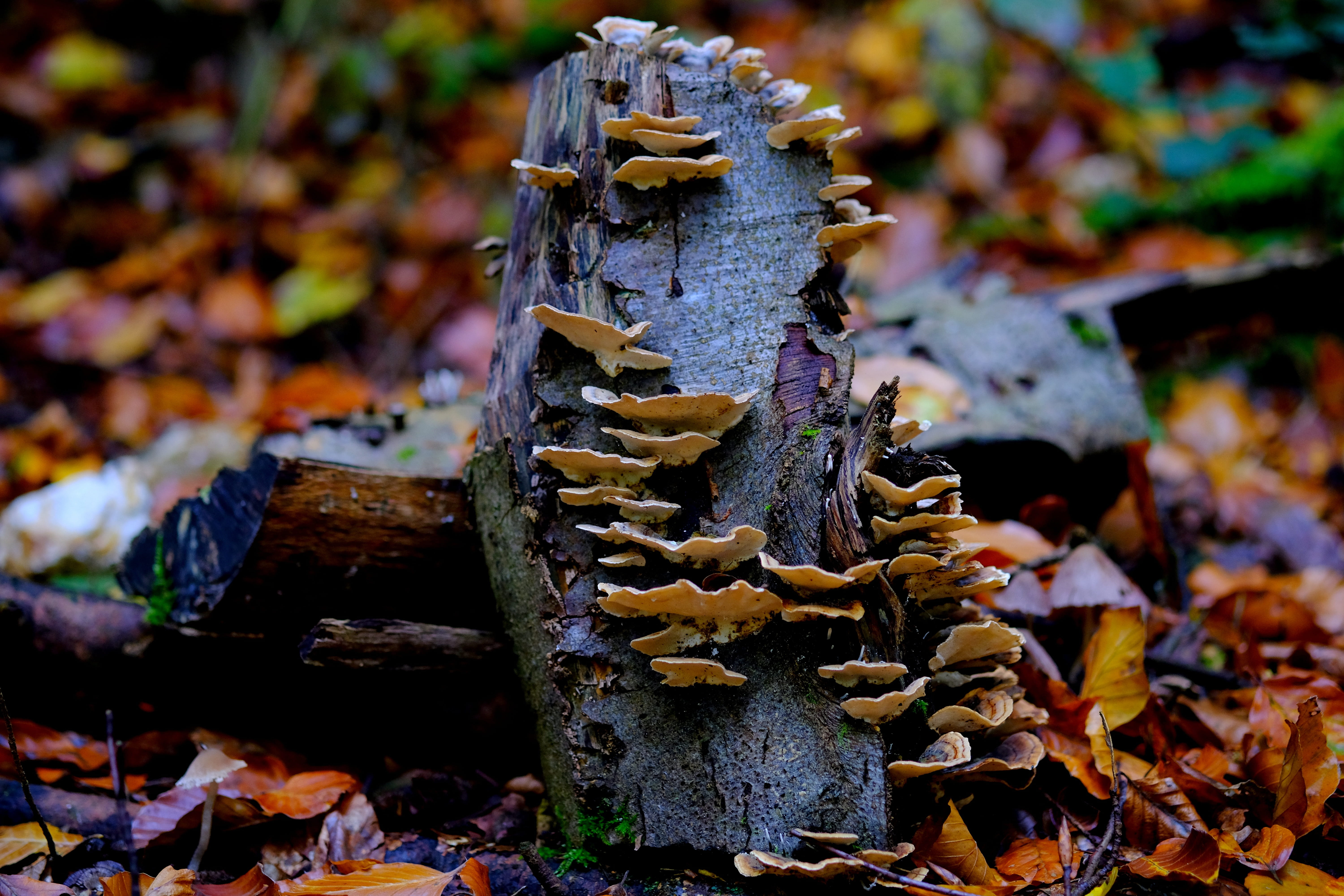 wood, growth, autumn, tribe, tree, forest floor, forest mushrooms, field, tree fungus, no people, toxic, autumn forest, close-up, leaf, toadstool, close, HD Wallpaper