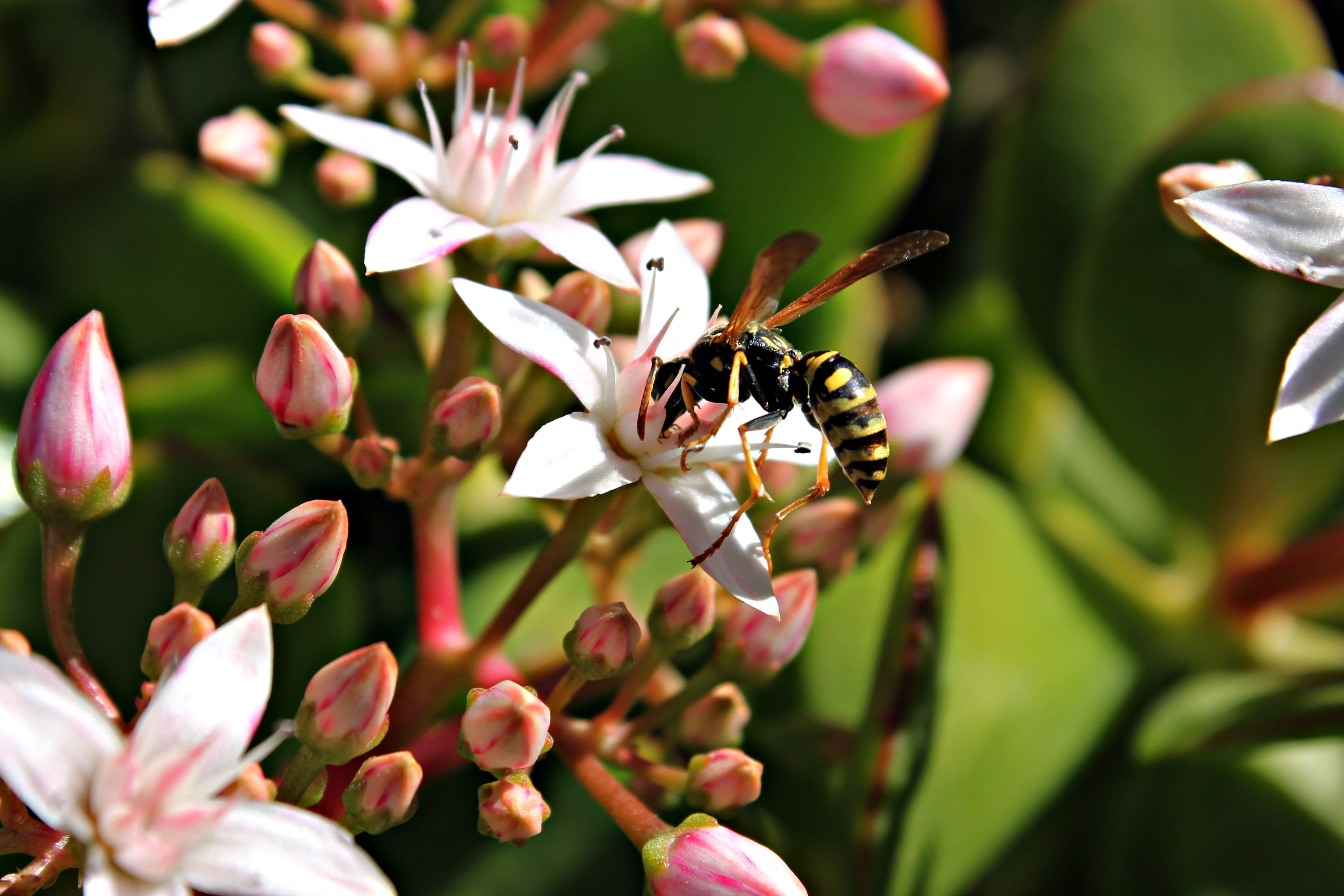 pollination, life, wasp, petal, garden, one animal, flowers, insect, winter flower, close-up, animal, encounter, pink color, nature, no people, flora, 4K, HD Wallpaper