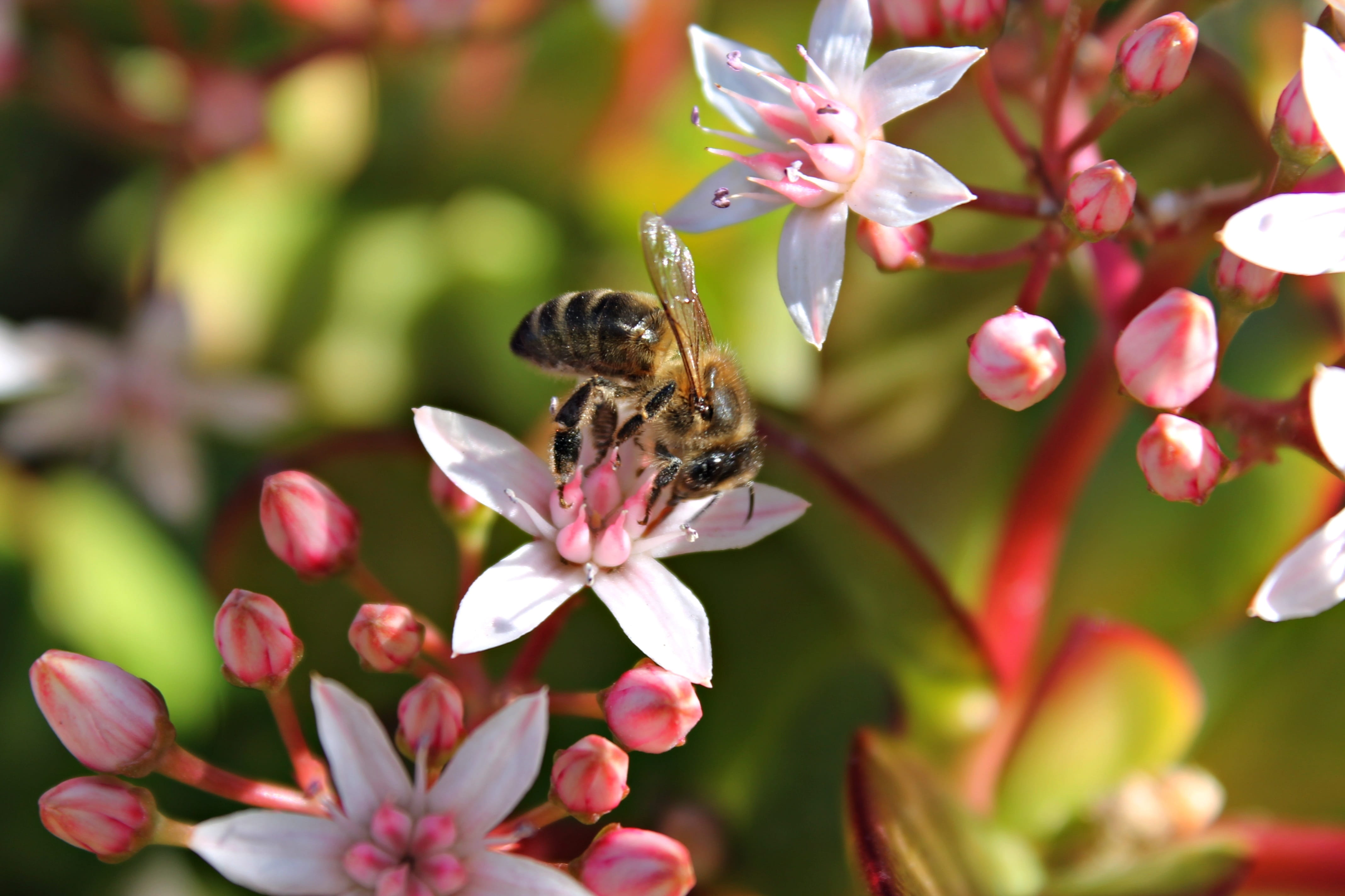 petal, freshness, animals in the wild, colors, no people, Macro, flowers, flowering plant, animal wildlife, Honey, insect, flower, flowering, pink color, HD Wallpaper