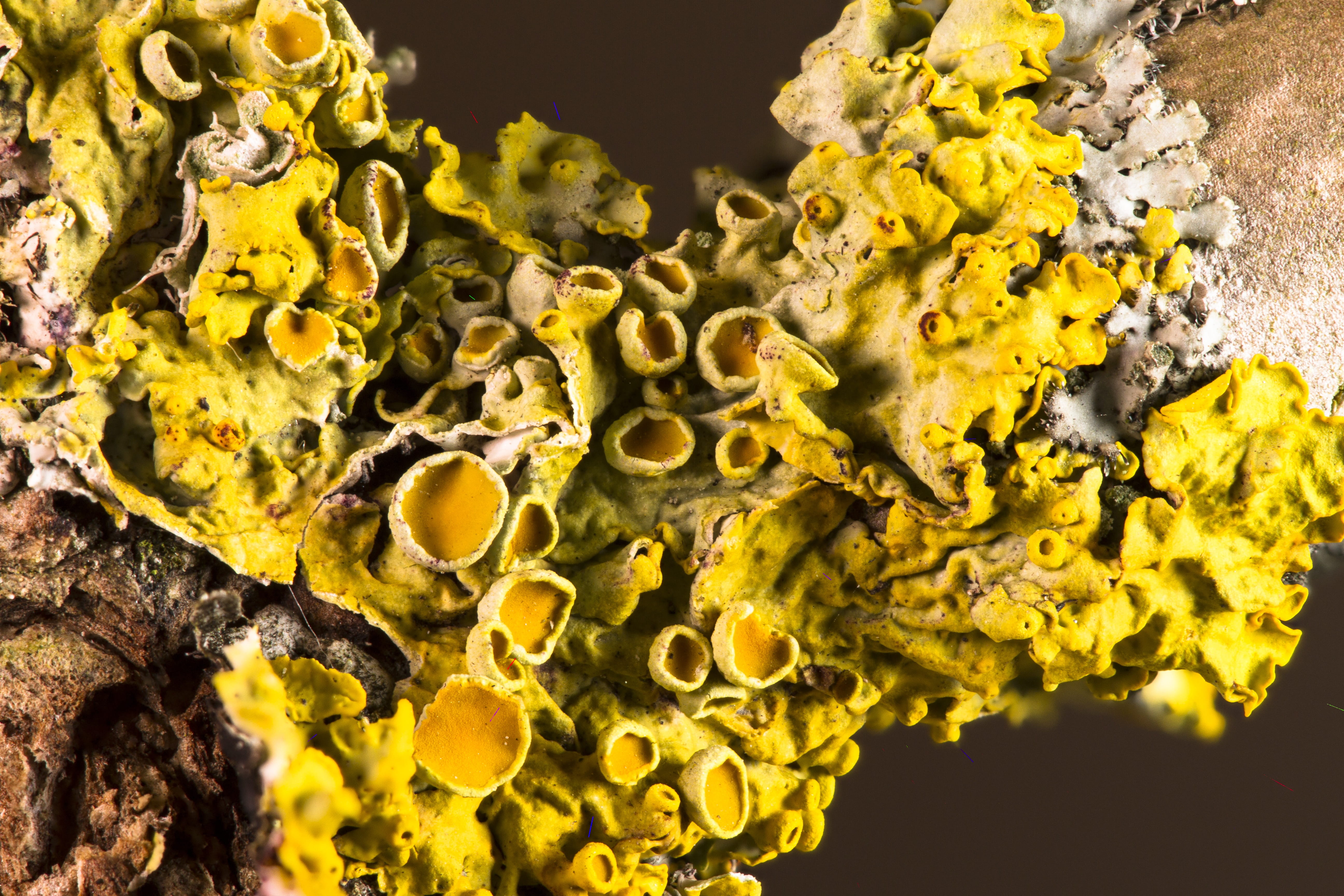 close up, green color, healthcare and medicine, lichen, plant, studio shot, vegetable, textured, indoors, no people, magnification, science, biology, yellow, HD Wallpaper