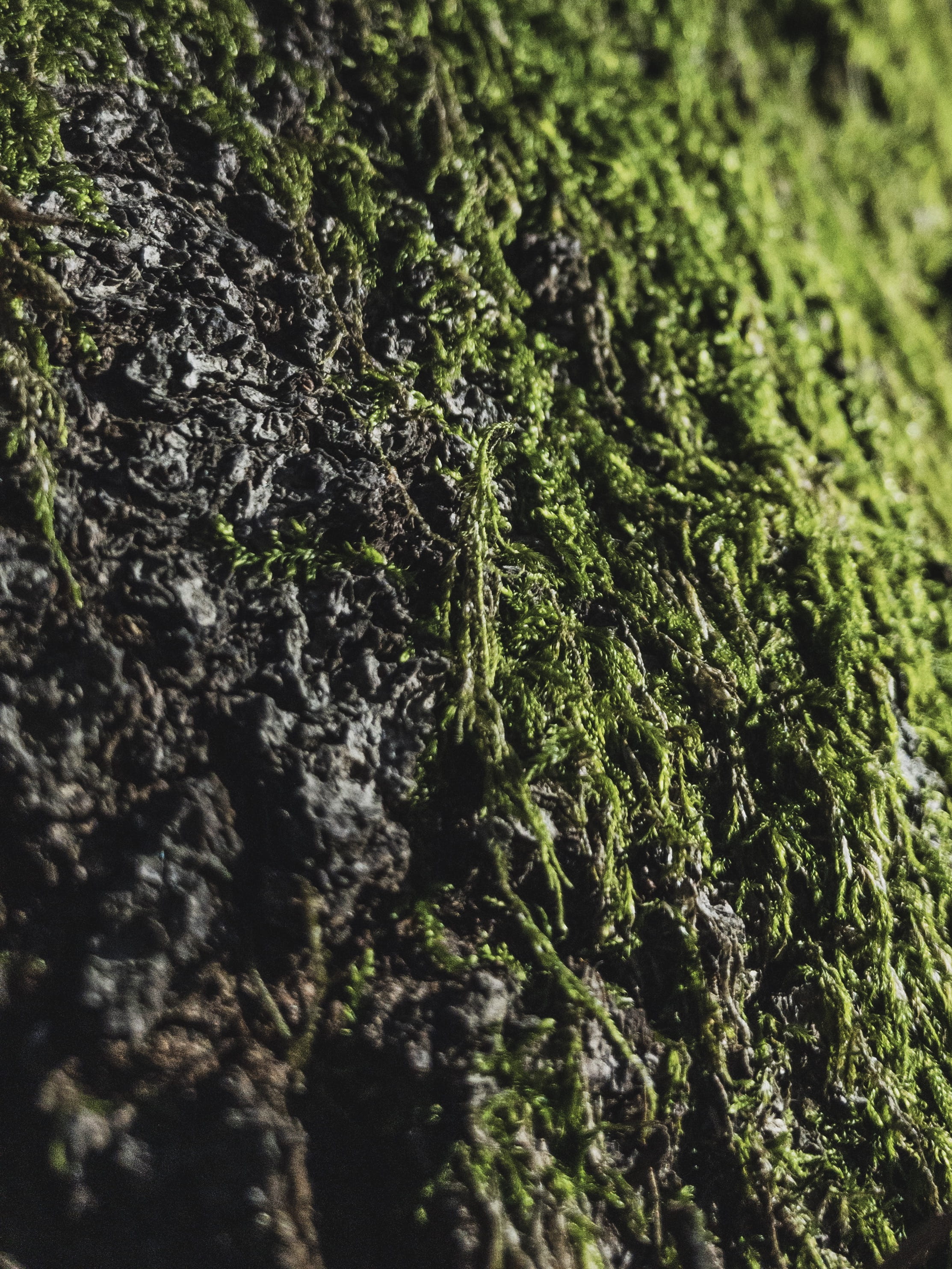 algae, day, close-up, vegetation, 2K, rough, selective focus, no people, green color, forest, land, grassland, growth, soil, hedge, moola, tree, plant, Phone HD Wallpaper