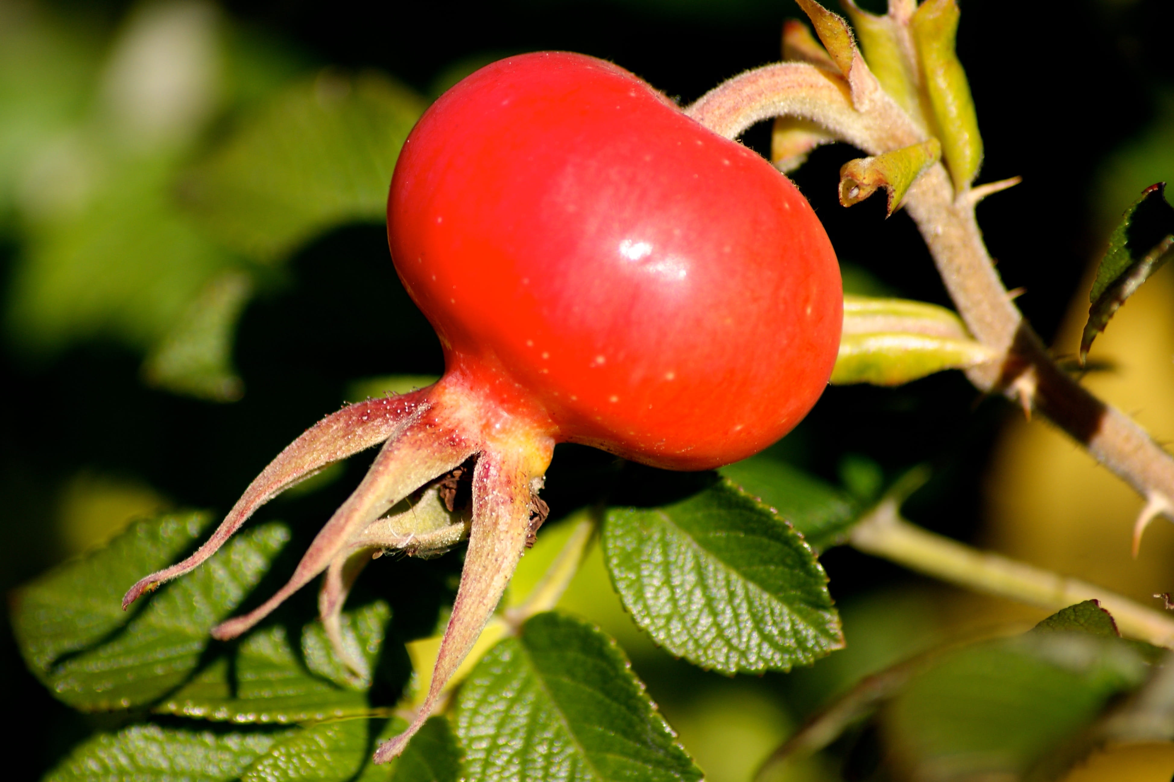 green red, ripe, organic, Bush, plant, leaf, healthy eating, growth, Hedge, Rose Hip, red, rose greenhouse, 4K, sepal, no people, tree, food and drink, HD Wallpaper