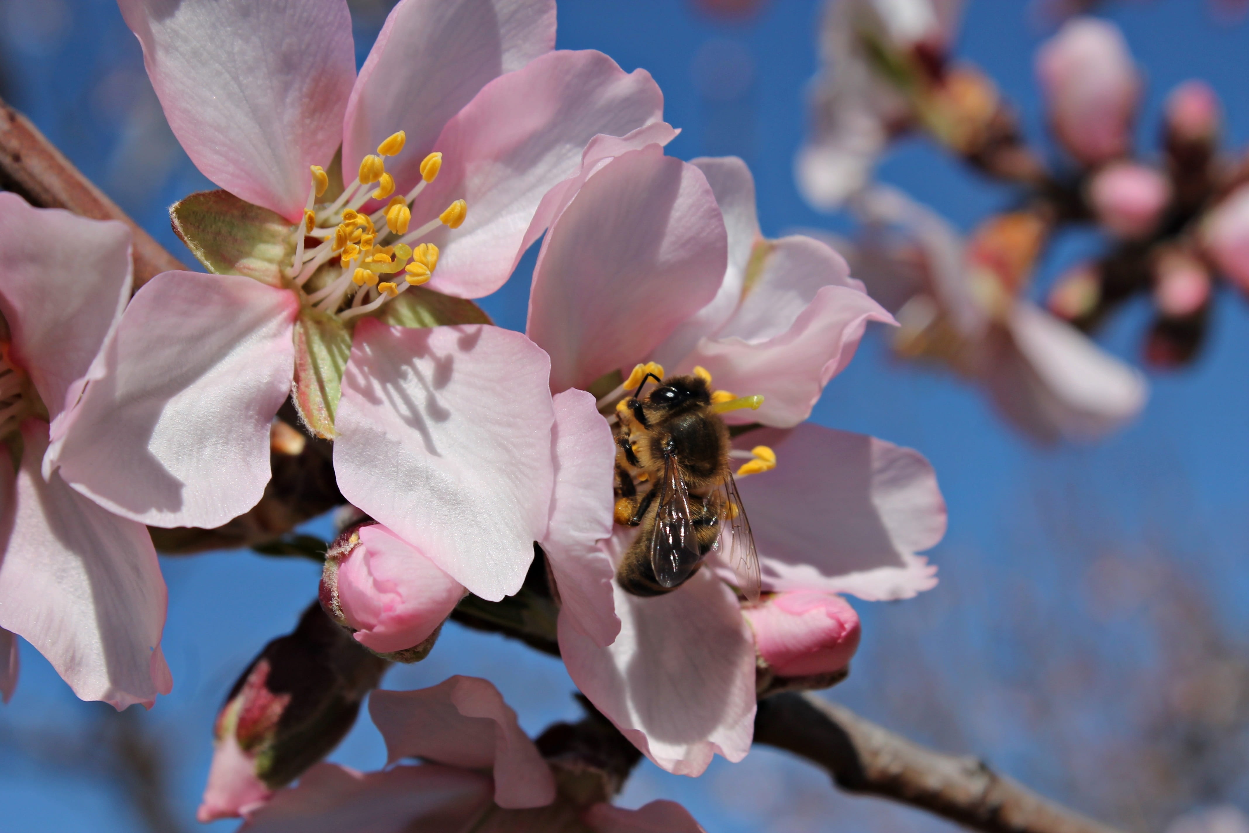 wild, growth, nectar, bumblebee, honey bee, freshness, macro, beauty, 4K, winter, flowers, springtime, field, one animal, animal, outdoors, bee, insect, HD Wallpaper