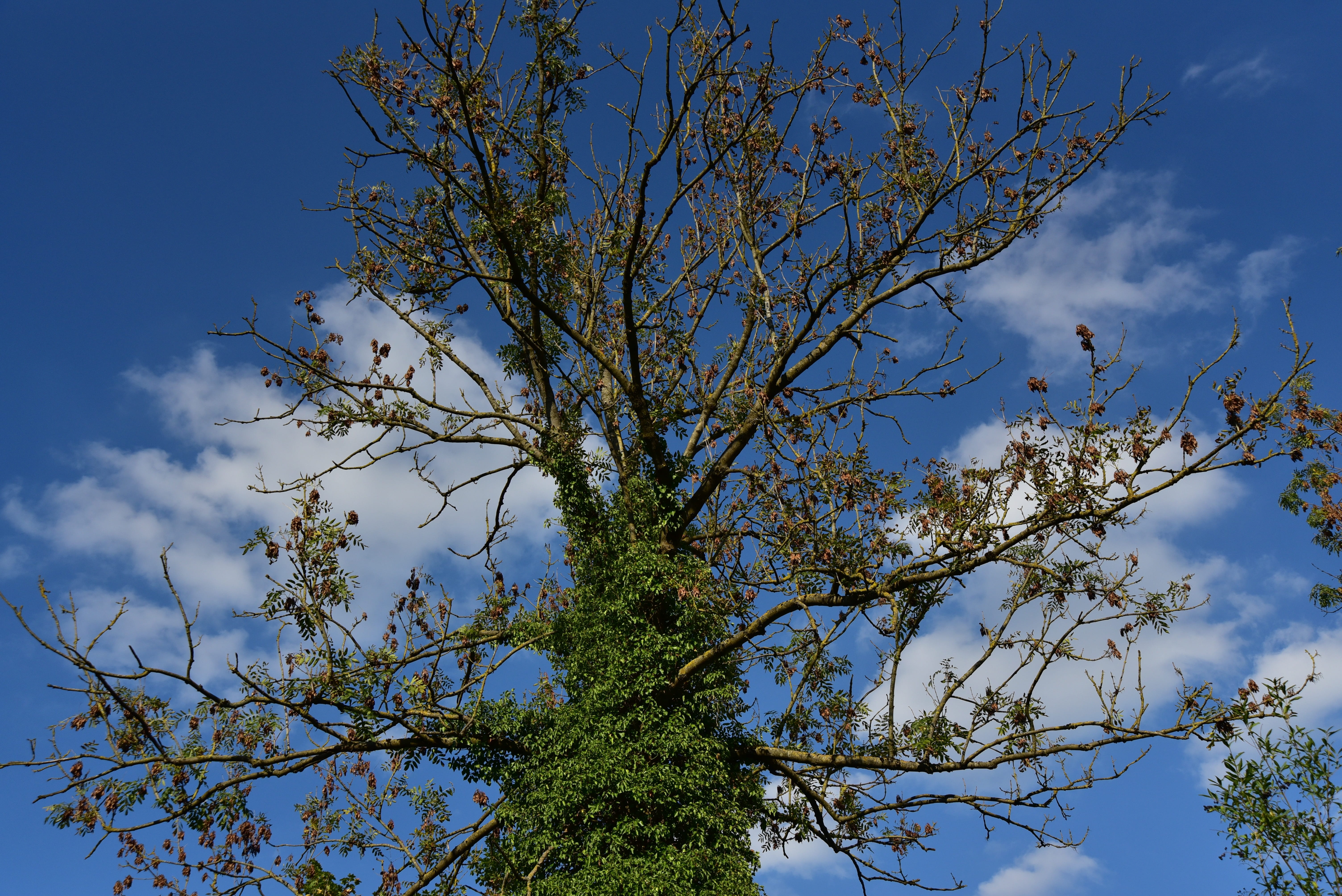 cloud - sky, flowering plant, autumn, growth, beauty in nature, symbiosis, blue, tree, branch, crown, no people, sky, kahl, spring, plant, flower, outdoors, HD Wallpaper