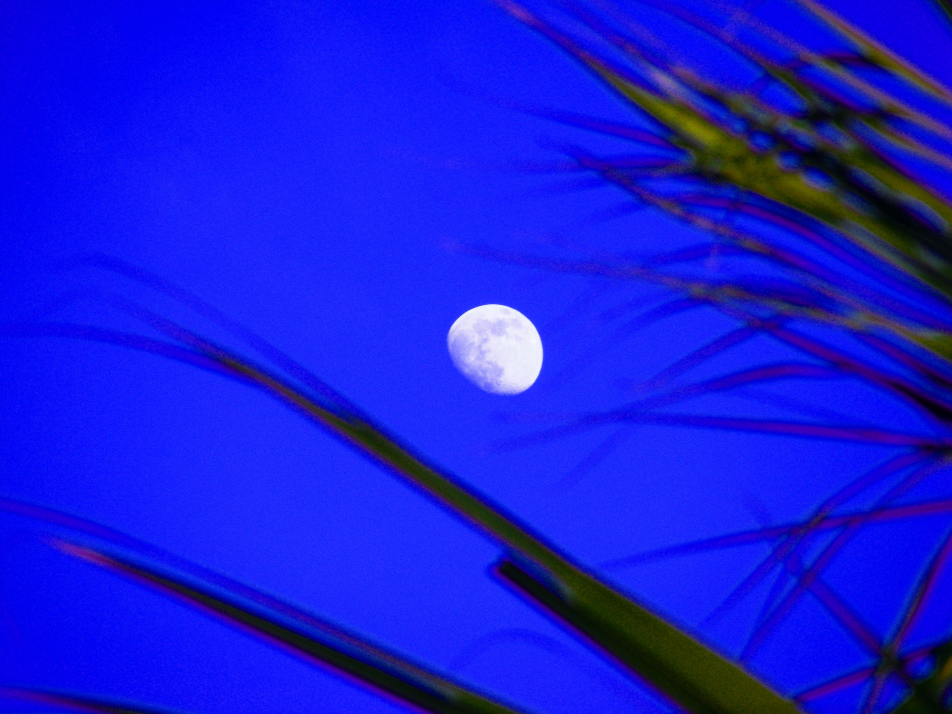 palms, nature, trees, night, 2K, florida, full moon, half moon, low angle view, blue, lehigh acres, outside, no people, close-up, planetary moon, astronomy, HD Wallpaper