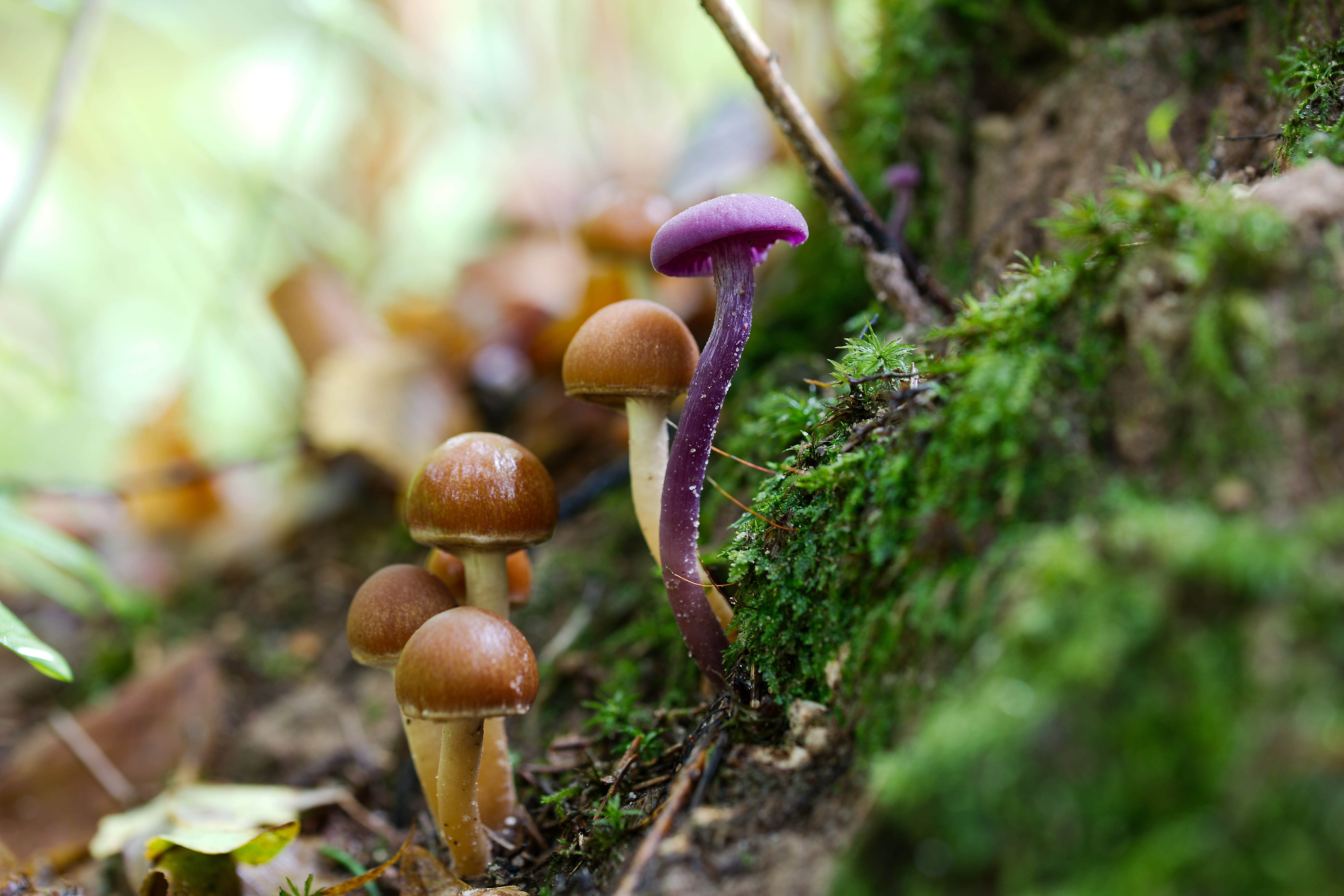 group, food, mushroom, moss, color, leaf, day, poisonous, forest, focus on foreground, beauty in nature, symbiosis, close-up, fungus, autumn, selective focus, HD Wallpaper