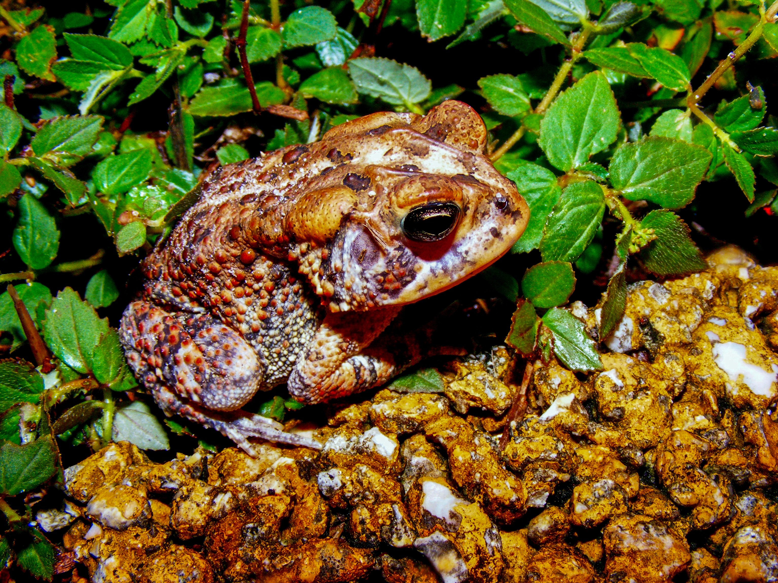 lehigh acres, no people, creature, amphibian, close-up, animal head, 2K, animal, growth, day, animal themes, wild life, reptile, high angle view, florida, HD Wallpaper