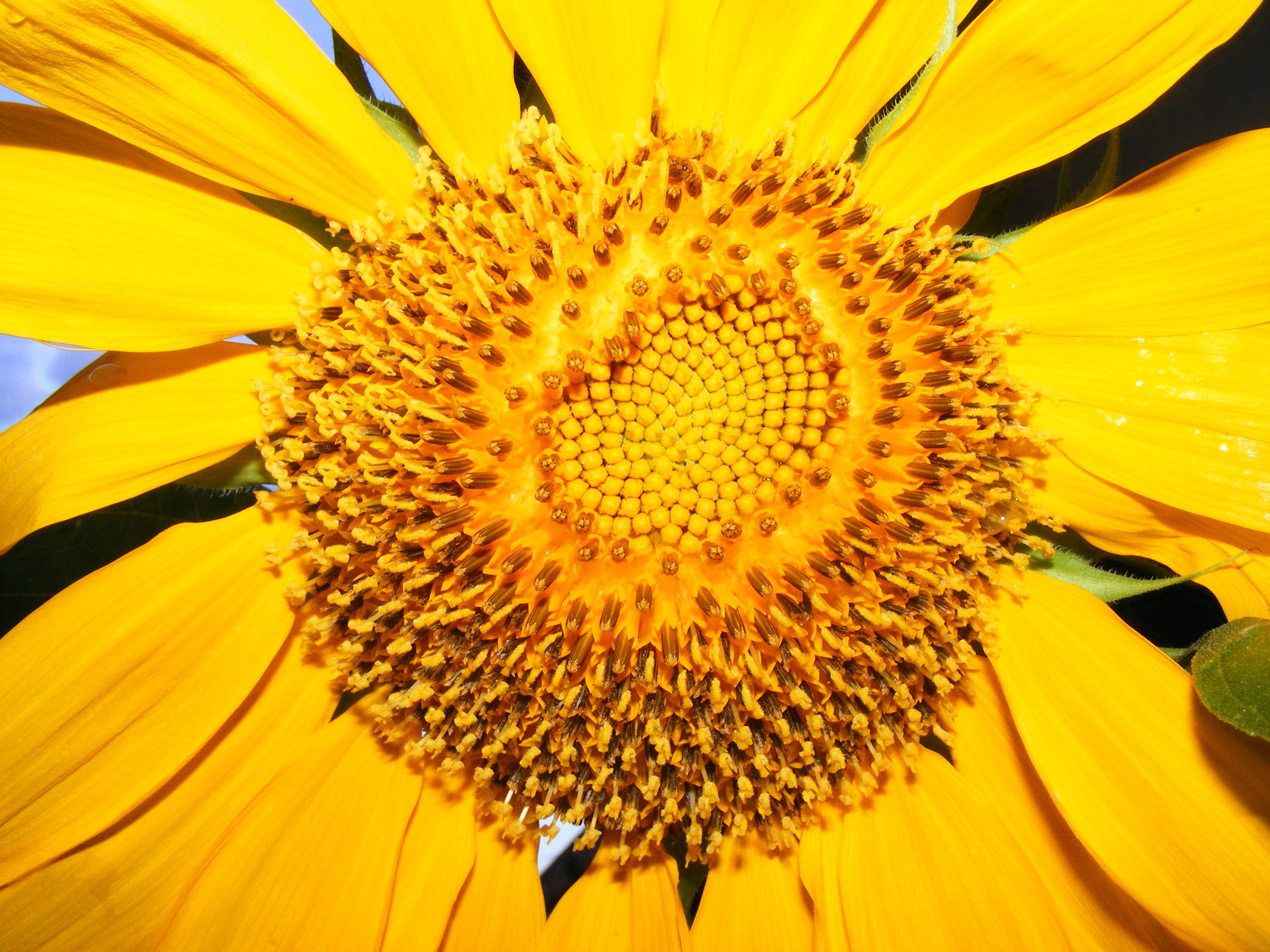 vulnerability, flower head, pollen, sun, sunflower seed, petal, freshness, backgrounds, growth, summer, no people, yellow, lehigh acres, outdoors, day, HD Wallpaper