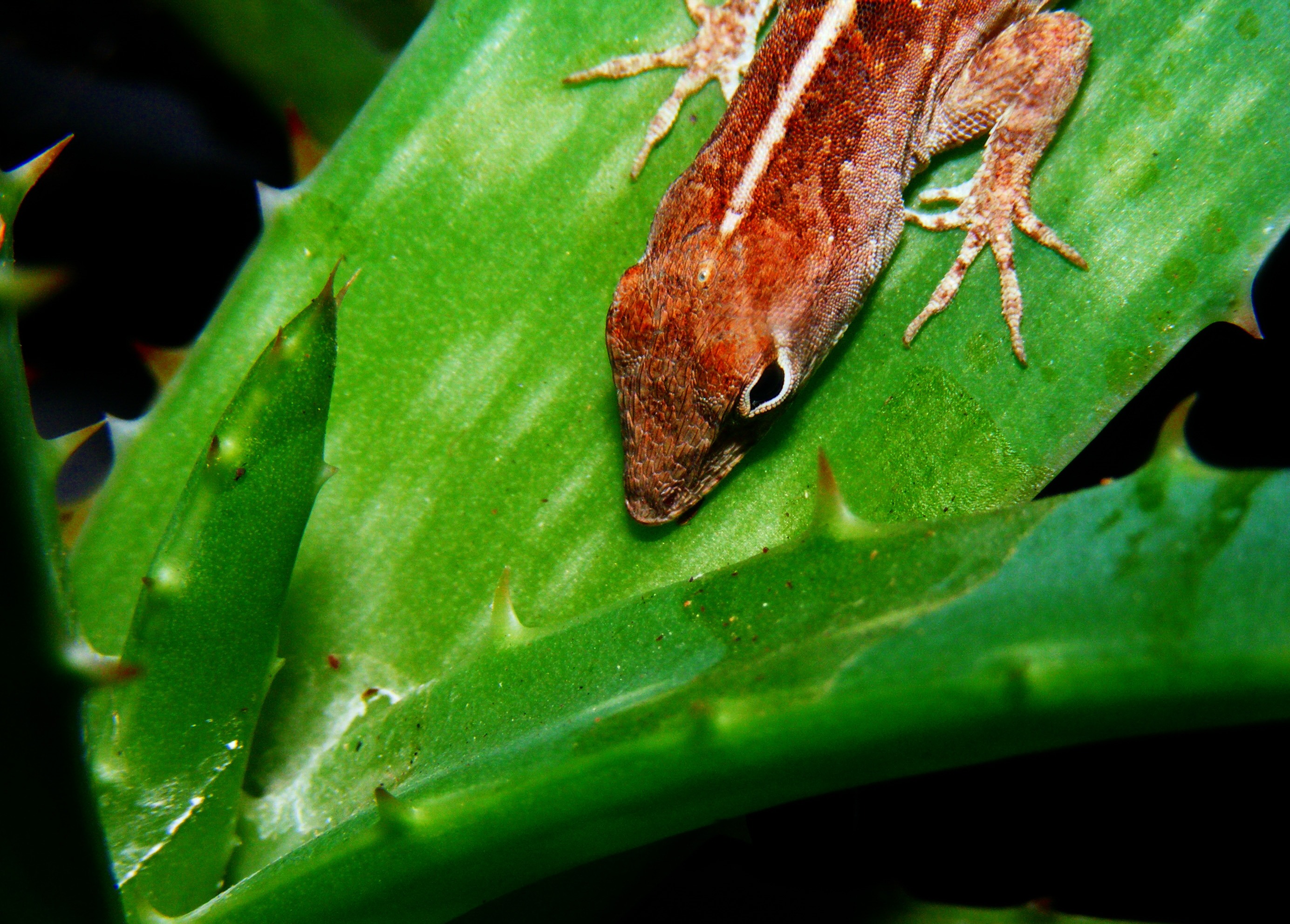 nature, lizard, brown anole, focus on foreground, brown, creature, lehigh acres, florida, anole, wet, no people, green, resting, animal, anolis sagrei, HD Wallpaper