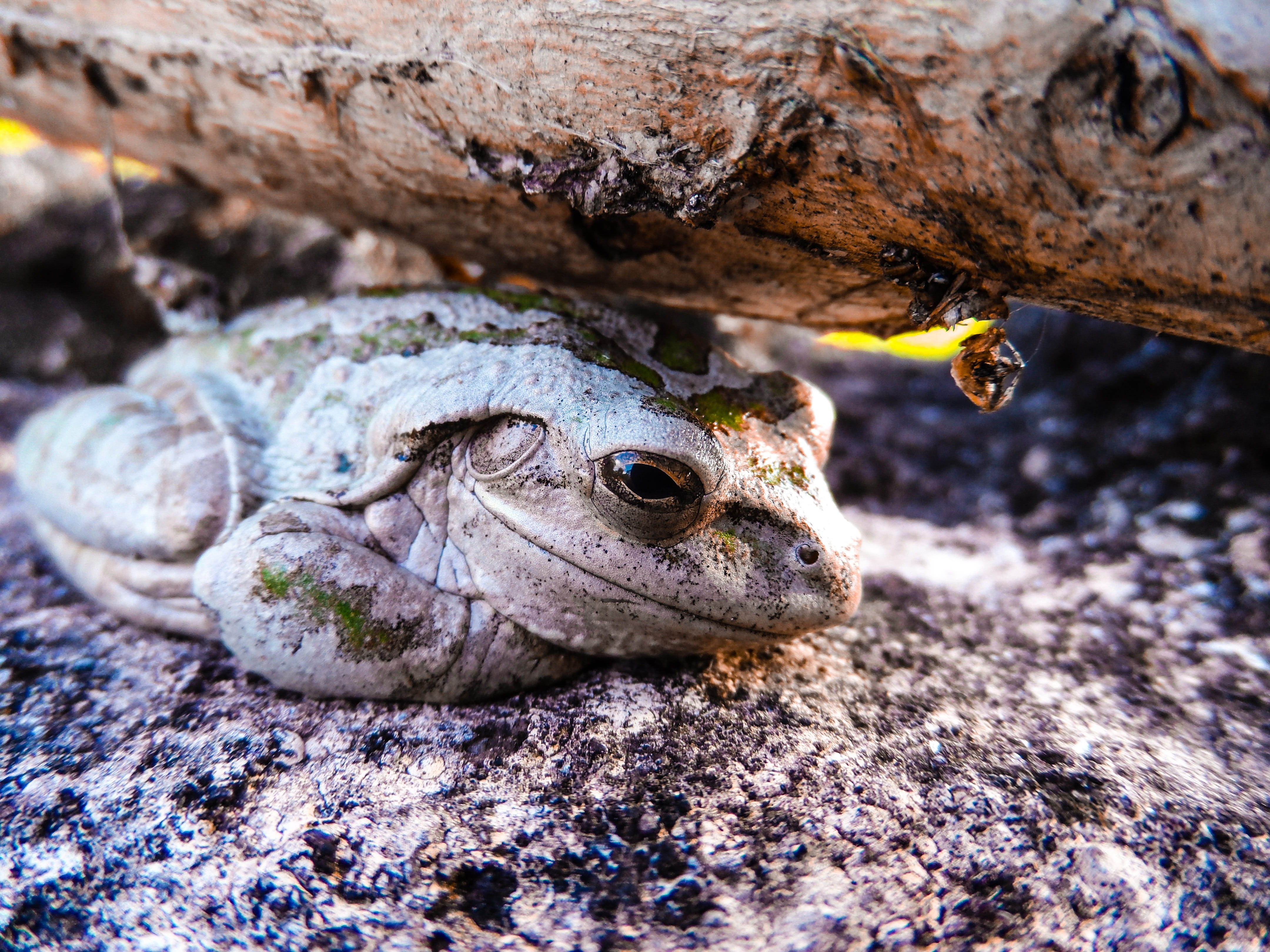 animal themes, outdoors, frog, animal scale, one animal, tree frog, animals in the wild, osteopilus septentrionalis, florida, portrait, eating, green, 4K, HD Wallpaper