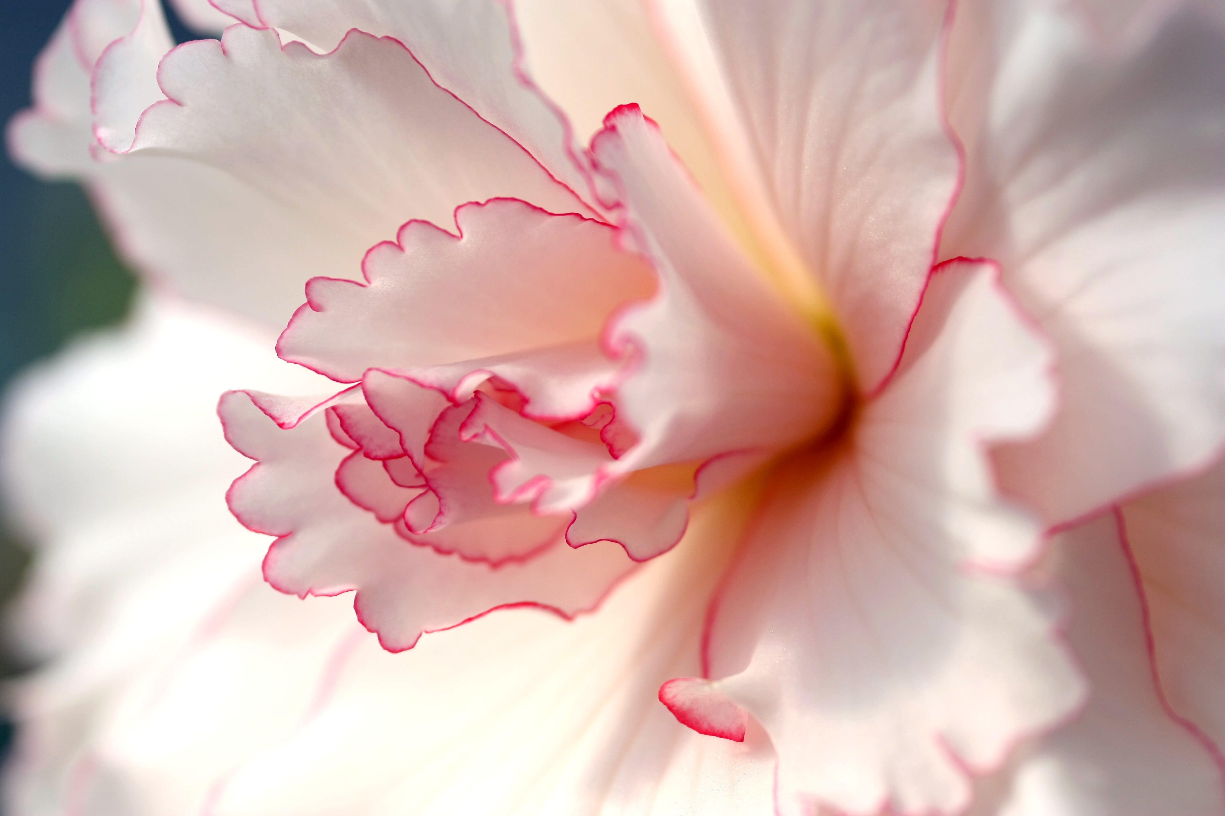 vulnerability, 4K, pink color, freshness, fragility, close, white, season, photography, petals, spring, growth, blossom, stamens, close-up, beauty in nature, HD Wallpaper