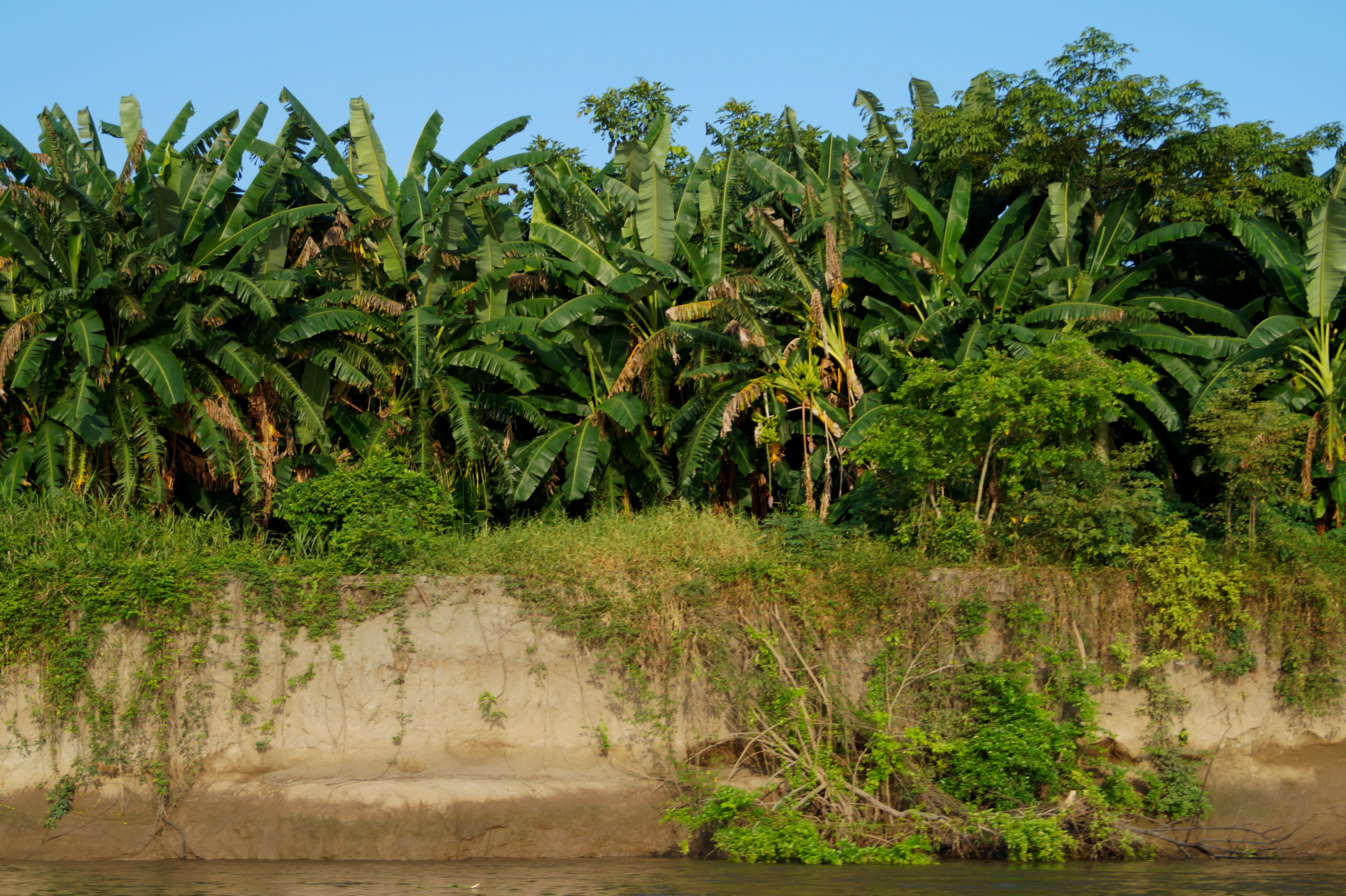 santander, beauty in nature, foliage, palm tree, tree, plant, river, outdoors, nature, banana, agriculture, plants, coconut palm tree, growth, tropical climate, HD Wallpaper