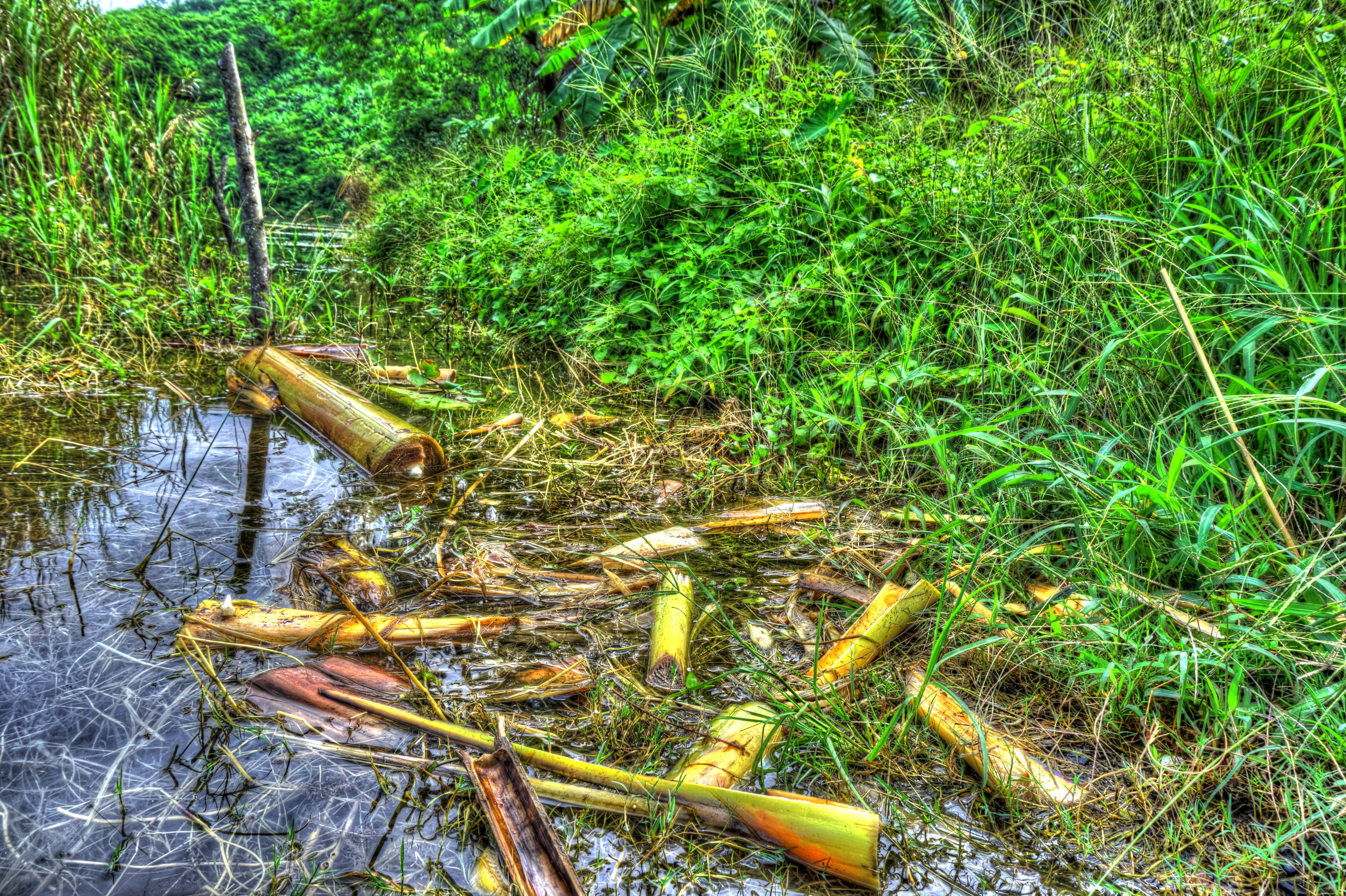 countryside, growth, morning, grass, river, green color, high angle view, tranquility, banana tree parts, lake, water, natural, no people, day, scene, forest, HD Wallpaper