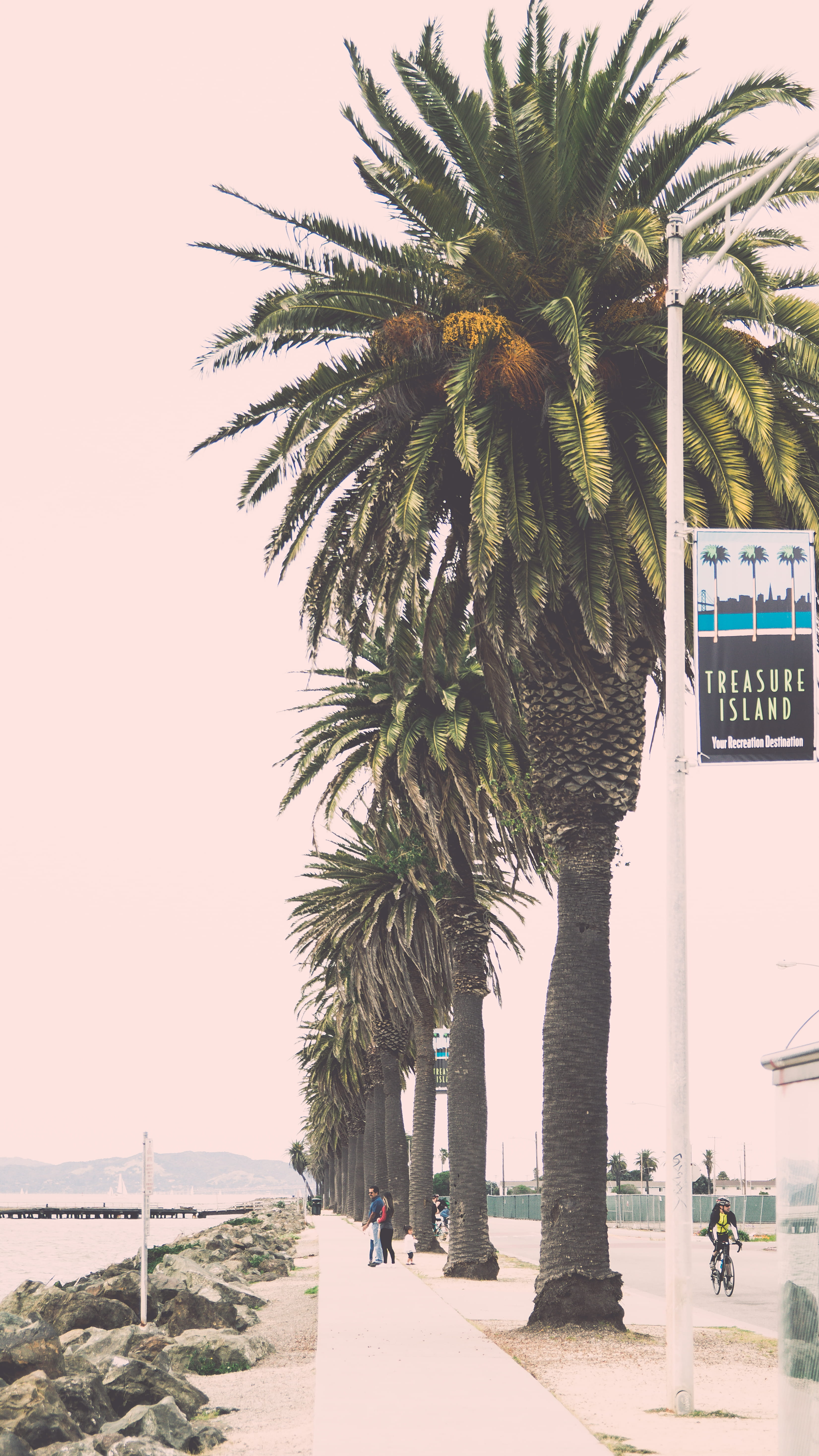 sea, date palm tree, bike, path, incidental people, 5K, leaves, palm trees, united states, cloudy, sky, splash, growth, transportation, nature, horizon over water, Phone HD Wallpaper