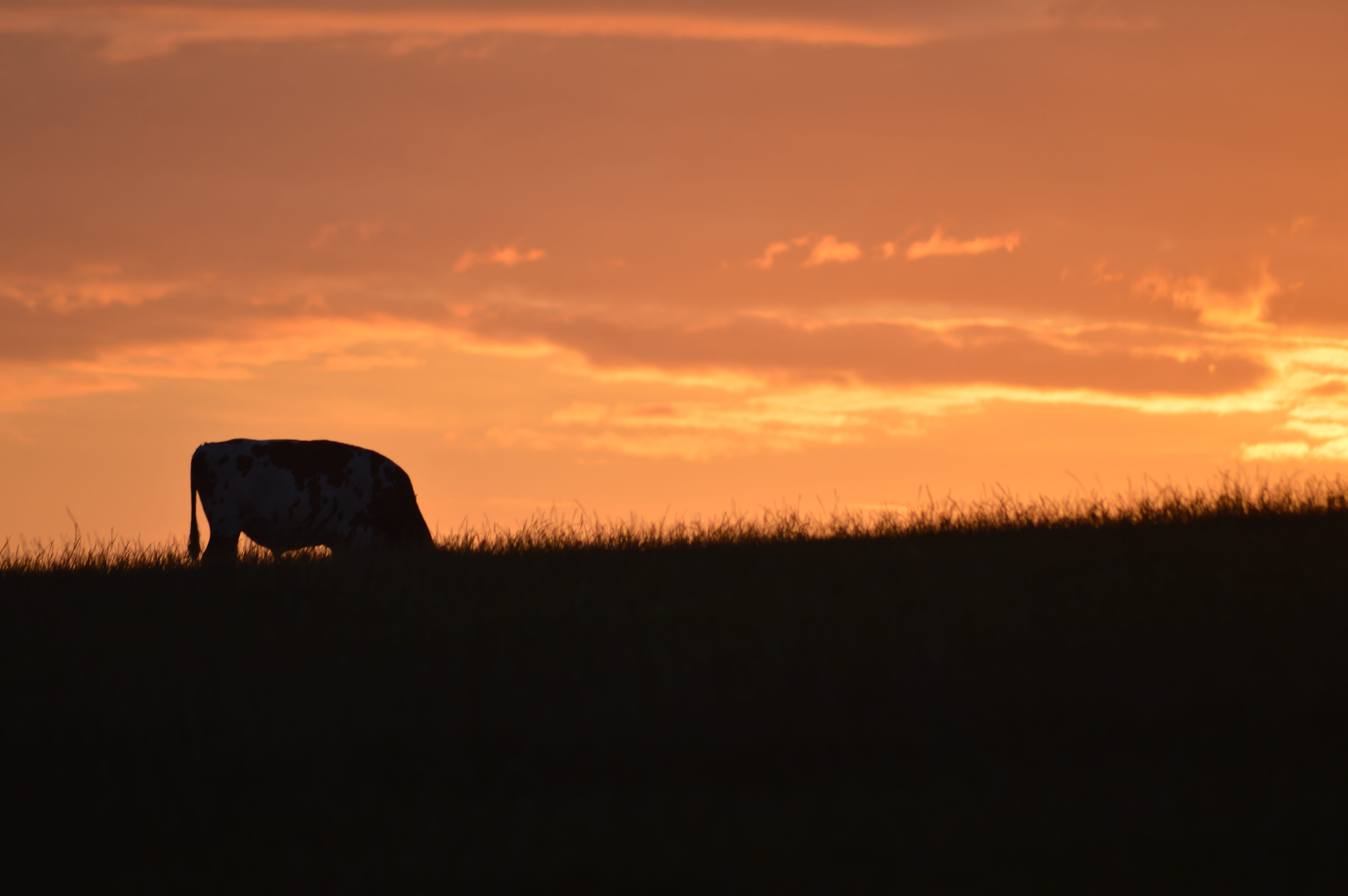 orange color, silhouette, dusk, sunrise, african elephant, no people, sunset view, cloud - sky, one animal, beauty in nature, grass, 5K, field, outdoors, HD Wallpaper