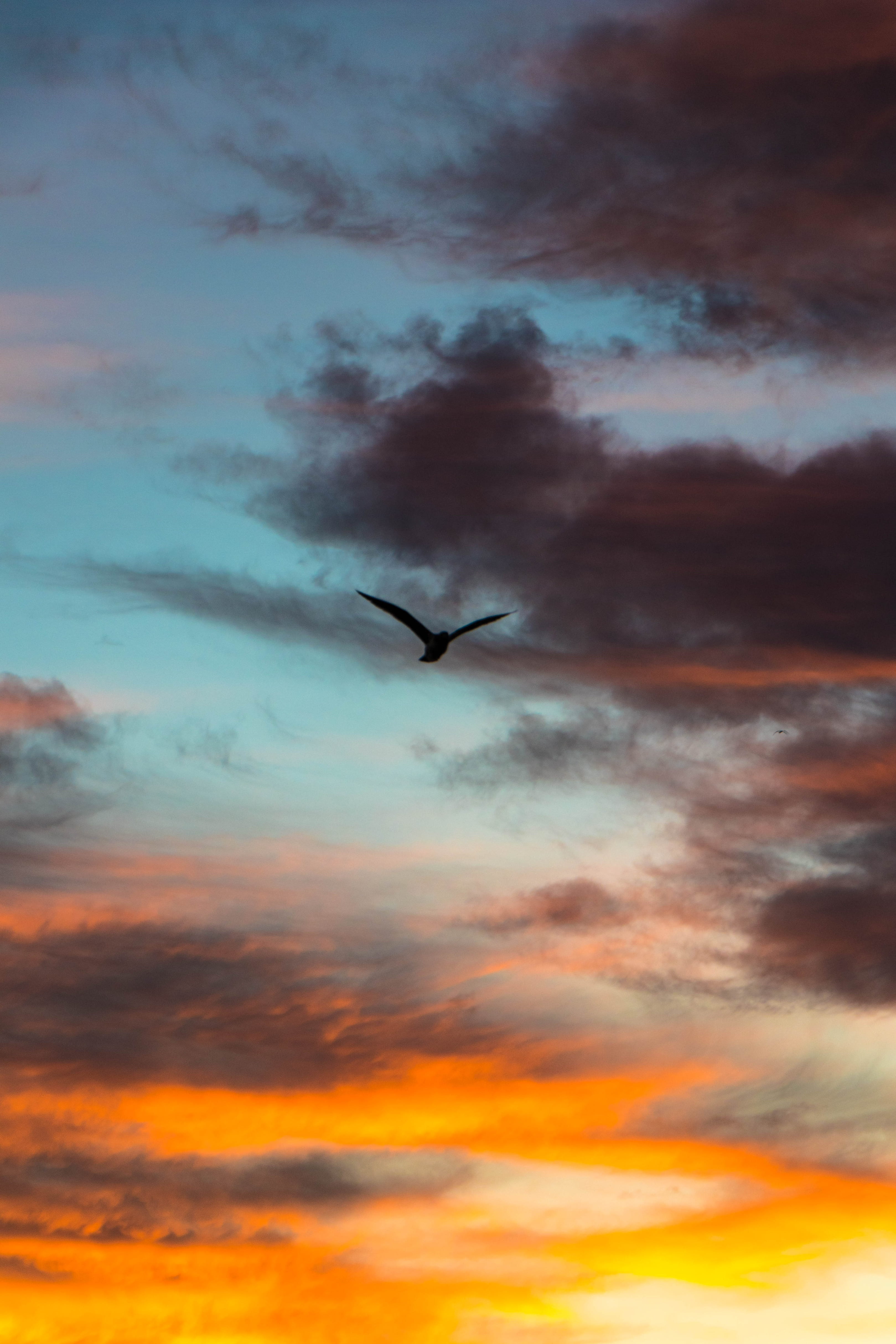 bird, sunsets, animal themes, sky, freedom, susnet, sunset, nature, los angeles, cloud - sky, silhouette, united states, vertebrate, birds, california, Phone HD Wallpaper
