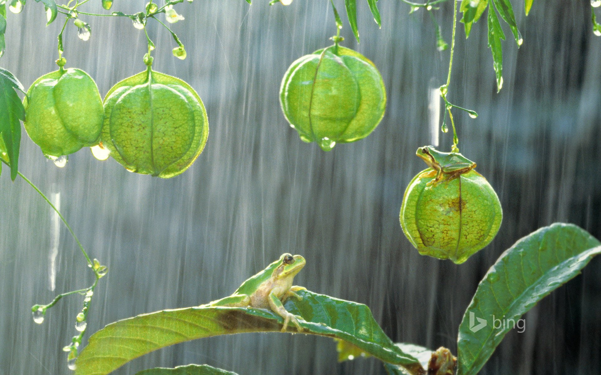 shower, plant, tree, Hyla, forest, 1080P, Rainforest, !, rain, tropical, wet, nature, Japanese, Green, frog, Japonica, desktop, HD Wallpaper