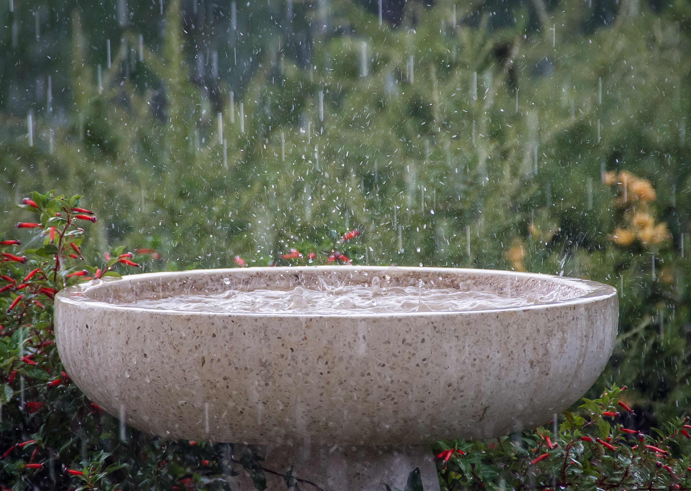 spraying, flowering plant, red, refreshment, flowing water, grass, petaled, beauty in nature, flower, orange, flowers, wet, motion, splash, freshness, rain, HD Wallpaper