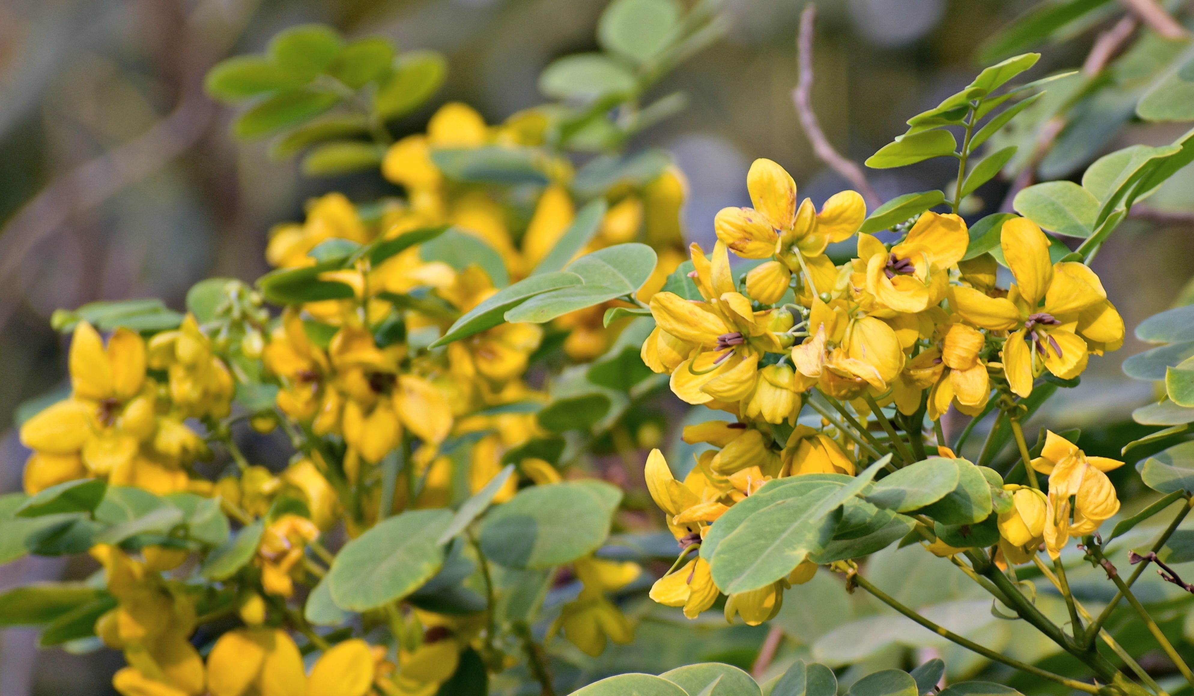 golden shower tree, close-up, green color, ornamental garden, nature, outdoors, 4K, flowering plant, freshness, springtime, fragility, leaf, plant part, HD Wallpaper