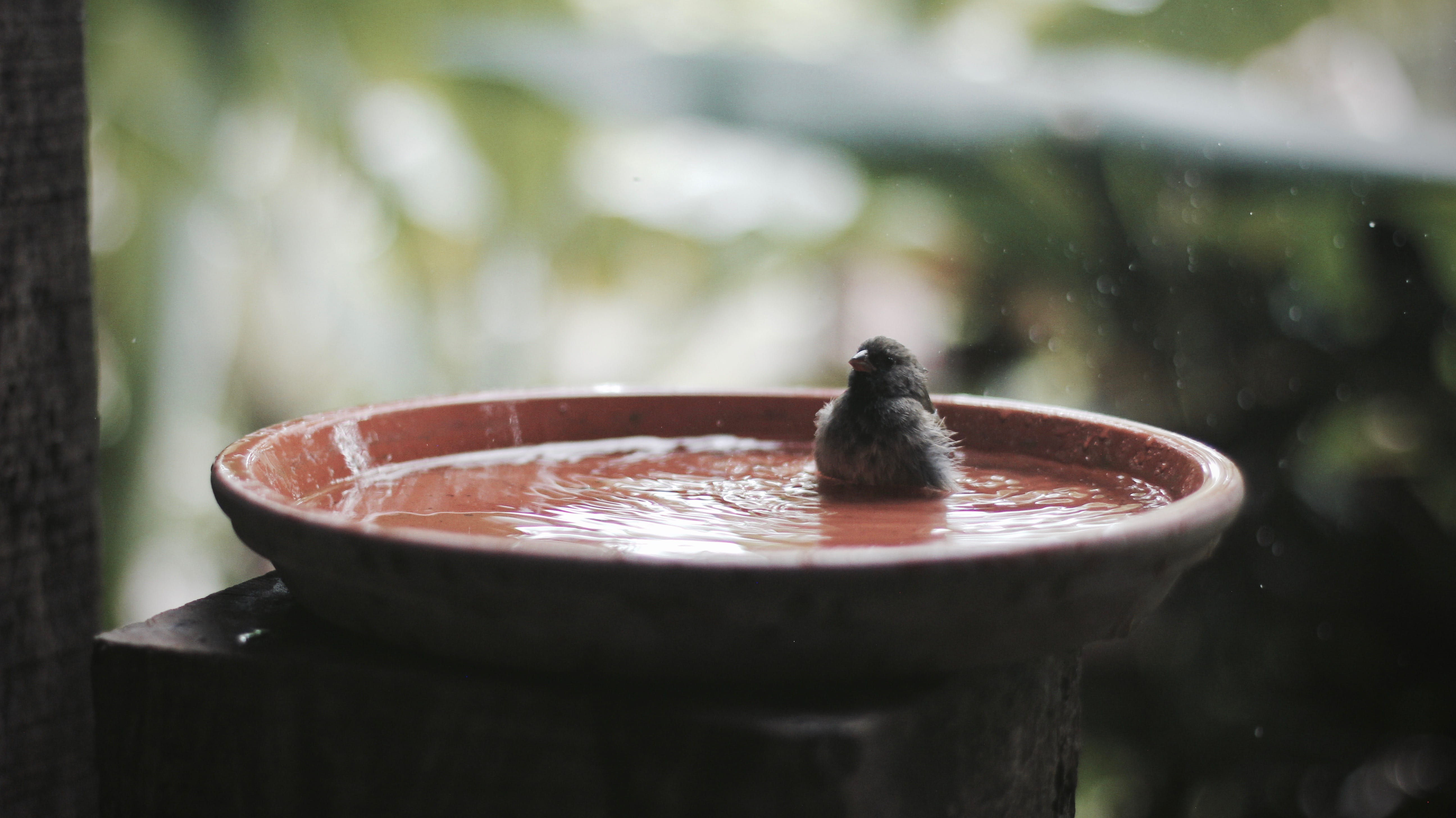 day, focus on foreground, splash, beak, food and drink, rain, selective focus, drop, closeup, 5K, water droplet, bath, macro, feather, water, fountain, HD Wallpaper