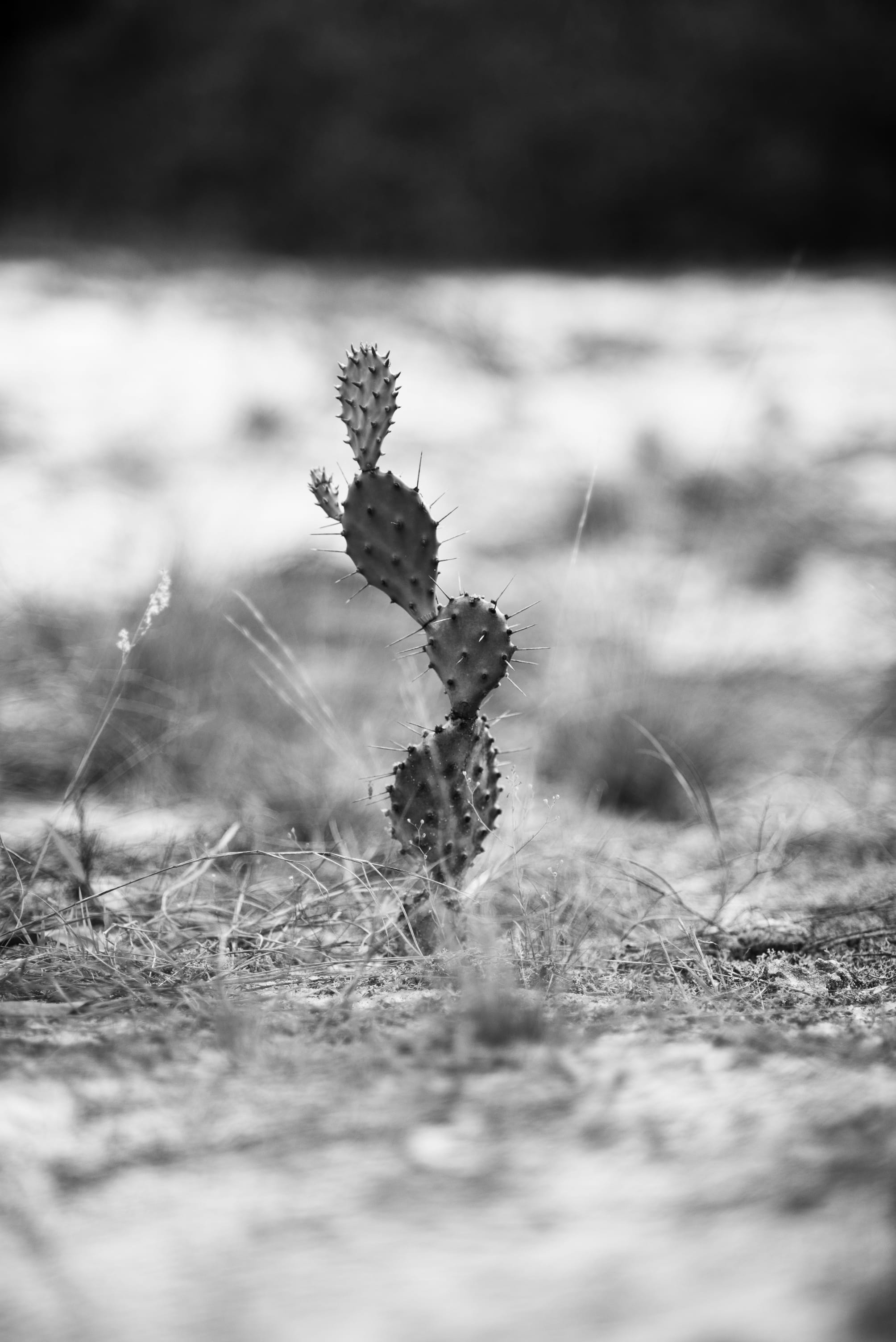 dry, land, growth, selective focus, united states, pompano beach, tranquility, no people, emotion, 2K, snow, sad, surface level, plant, outdoors, focus on foreground, Phone HD Wallpaper