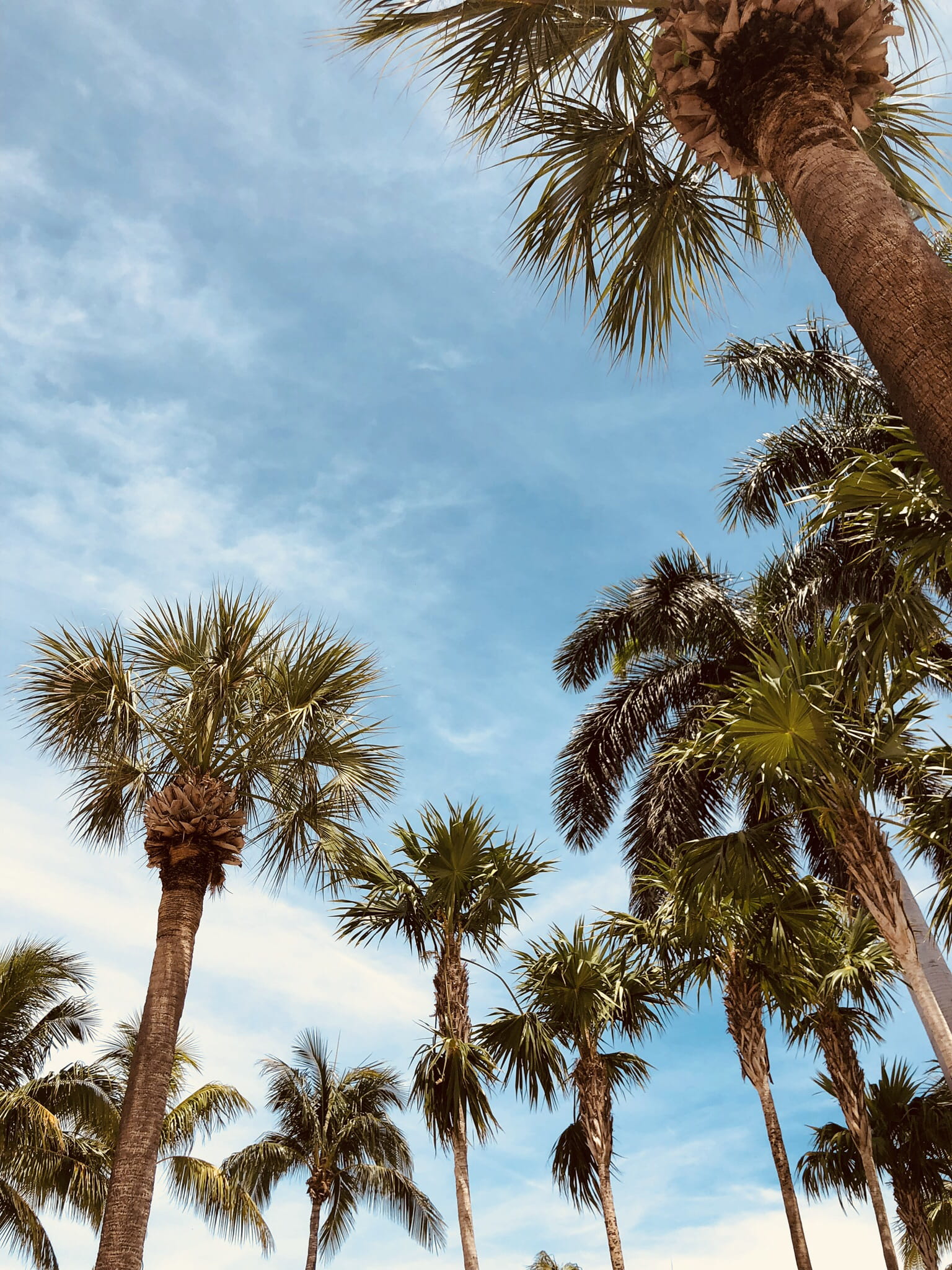 low angle view, sky, scenics - nature, tree, plant, tropical tree, growth, coconut palm tree, tree trunk, 1080P, no people, day, cloud - sky, united states, Phone HD Wallpaper