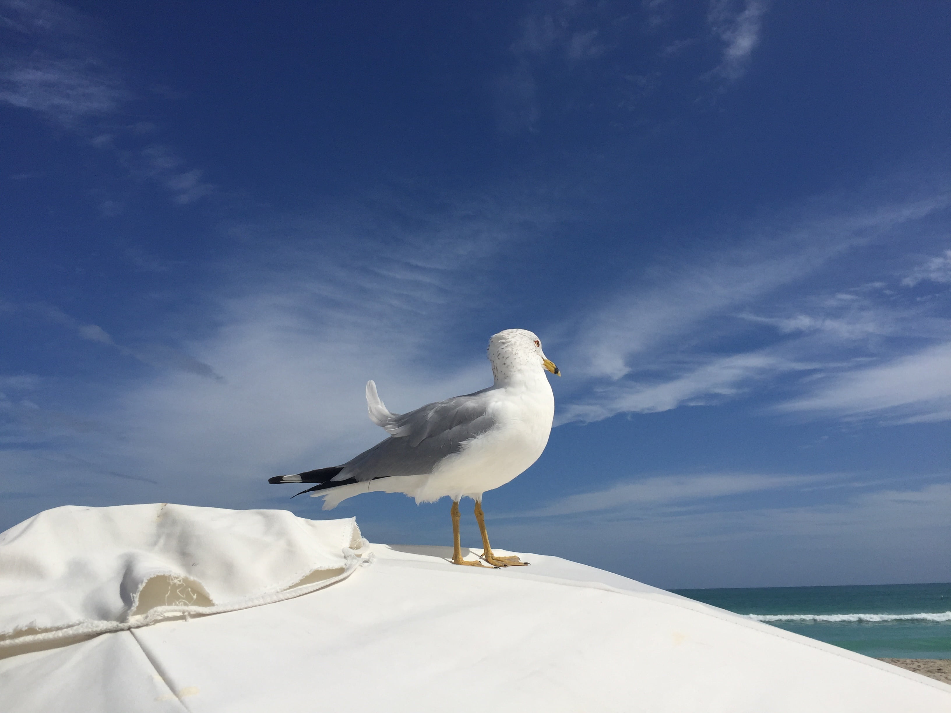 water, animal, sunlight, coastline, bird, miami, nature, animal themes, white color, beach, day, sea, one animal, umbrella, horizon over water, sky, sun, HD Wallpaper