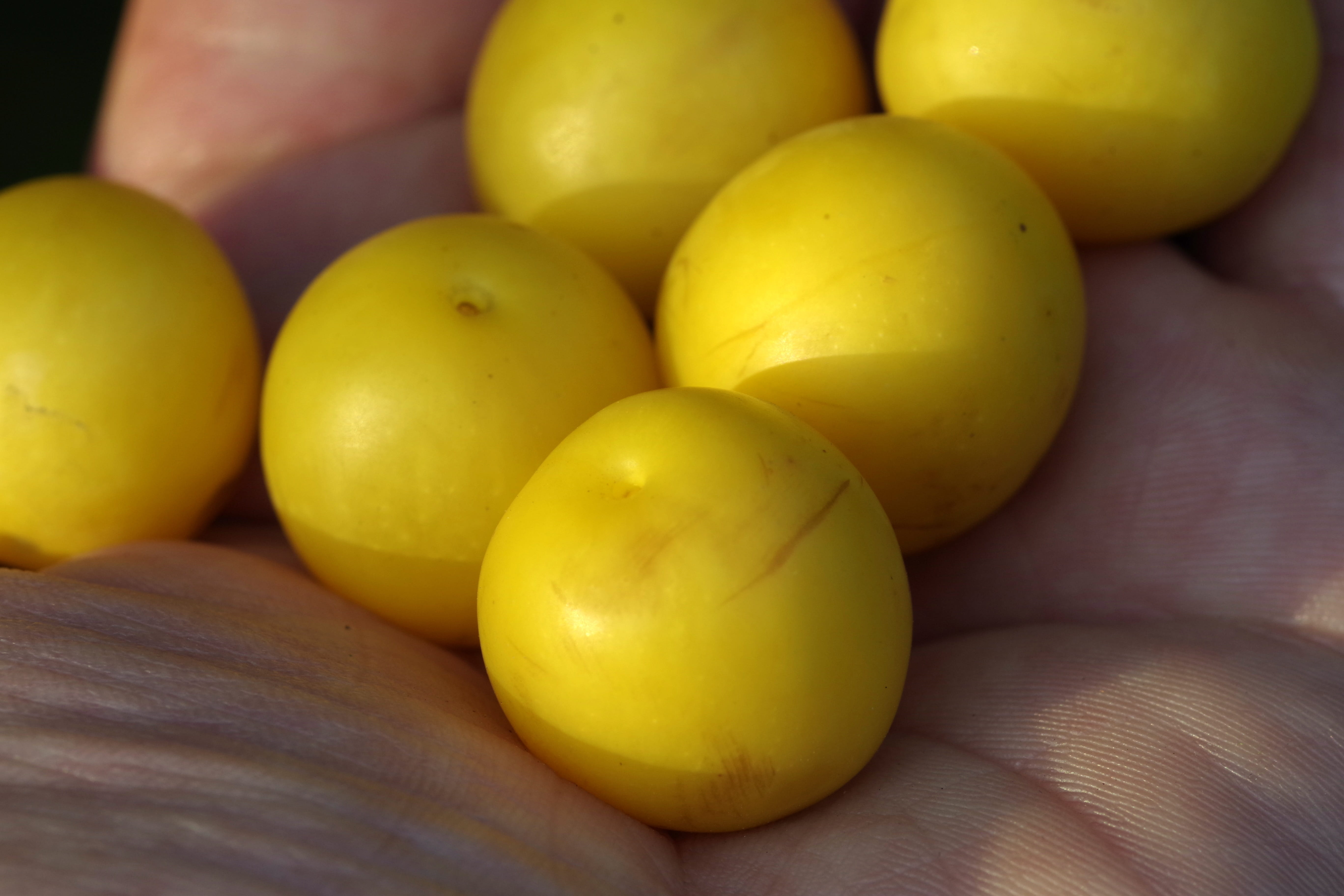 5K, mirabelka, hand, group of objects, real people, human hand, close-up, preparations, body part, food, bait, the hand, small, wellbeing, fishing, damson, HD Wallpaper