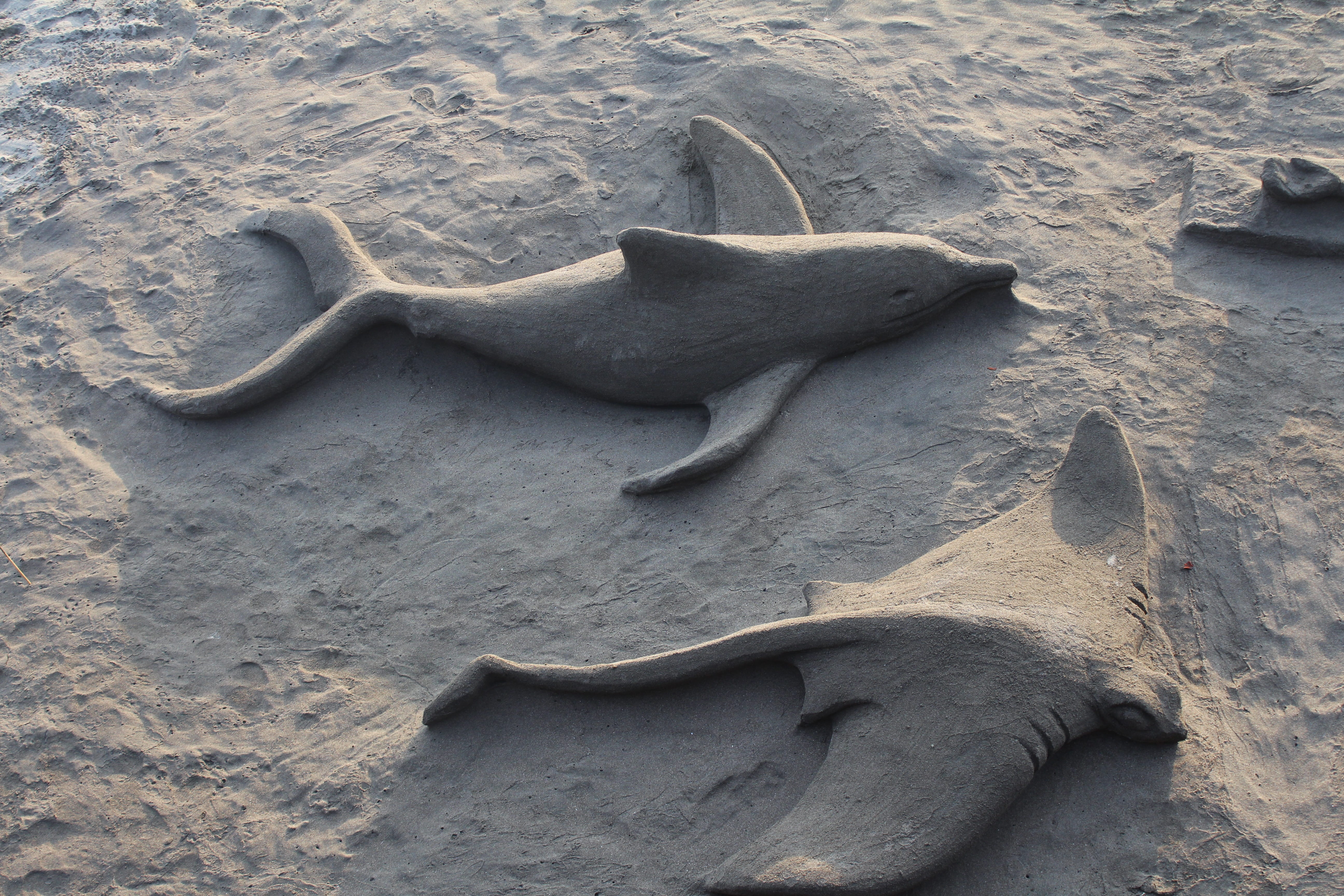 close-up, high angle view, shore, sandcastle, sea, animals in the wild, beach, animal themes, group of animals, nature, sand, water, fish, no people, animal, HD Wallpaper