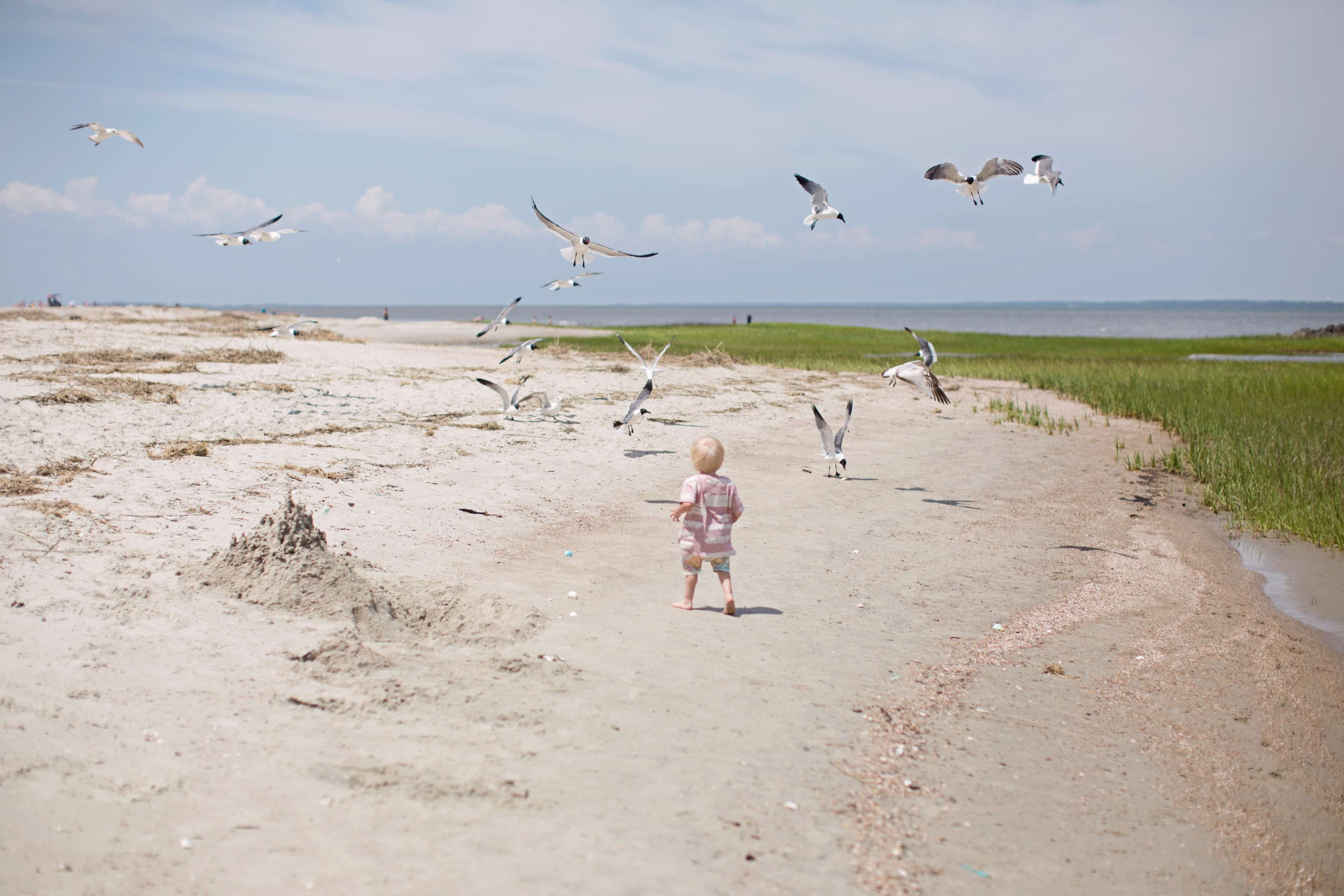child, blue sky, animal, 4K, lifestyles, nature, flying, seagulls, childhood, bird, water, leisure activity, vertebrate, seagull, group of animals, real people, HD Wallpaper