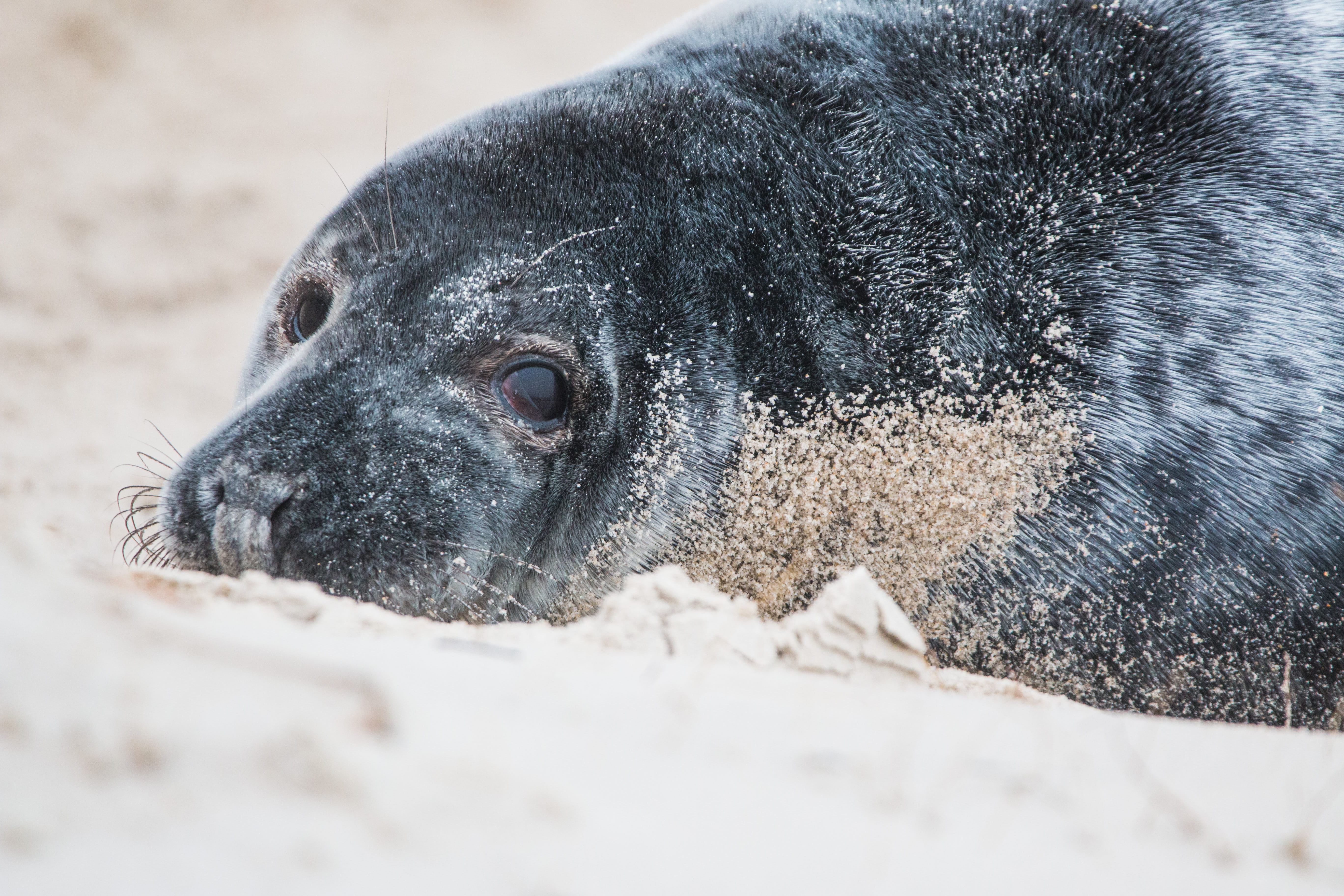 wildlife, water, animal body part, crawl, helgoland, north sea, relaxation, animal, animal wildlife, sea island, sea Lion, Grey Seal, whisker, harbor Seal, HD Wallpaper