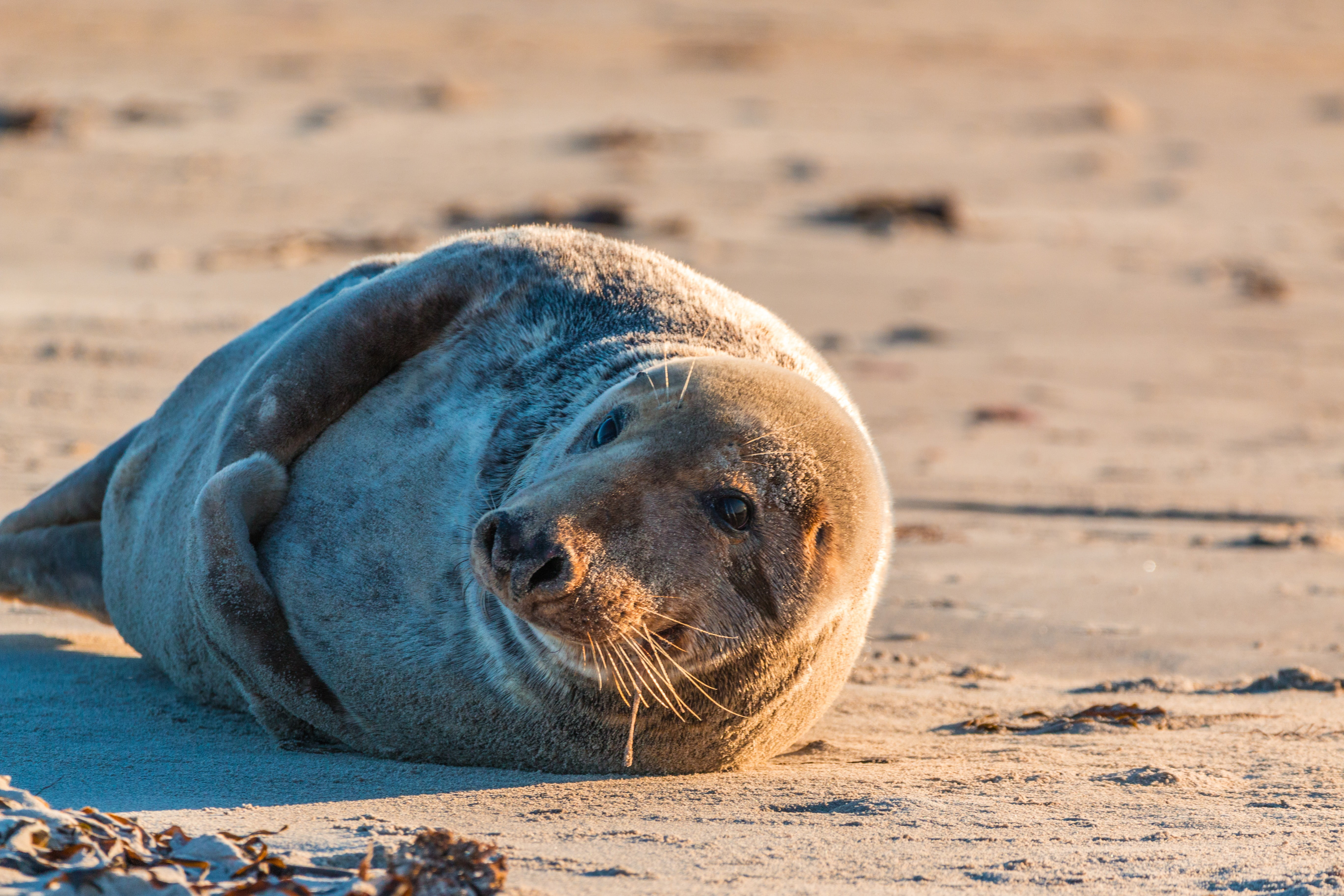 crawl, robbe, sea island, 5K, meeresbewohner, north sea, no people, halichoerus grypus, animals in the wild, beach, animal, animal themes, mammal, lying down, HD Wallpaper
