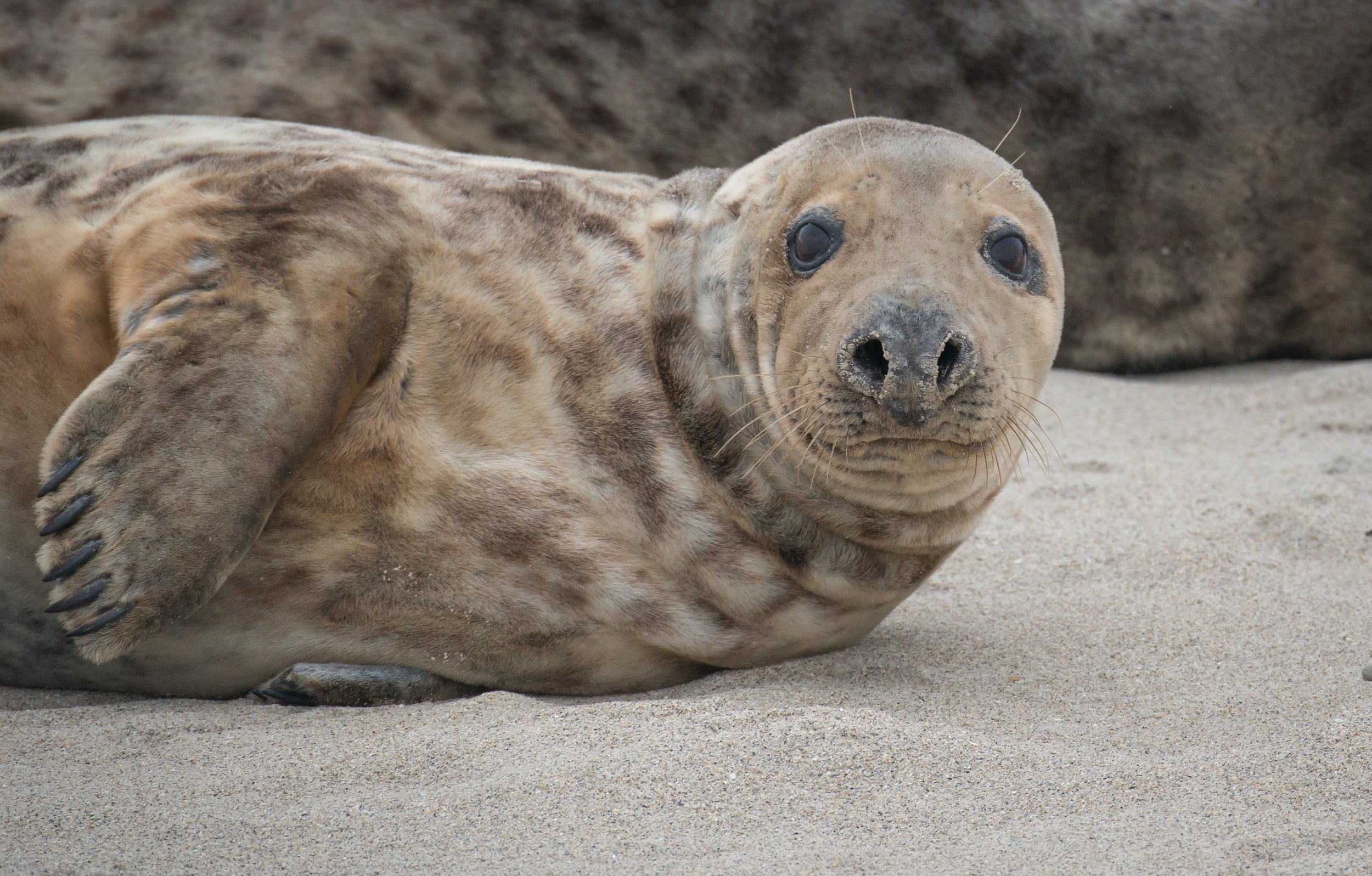 sea island, photography, mammal, vertebrate, dune, seal - animal, animal wildlife, robbe, helgoland, nature, marine, relaxation, portrait, grey seal, sealion, HD Wallpaper