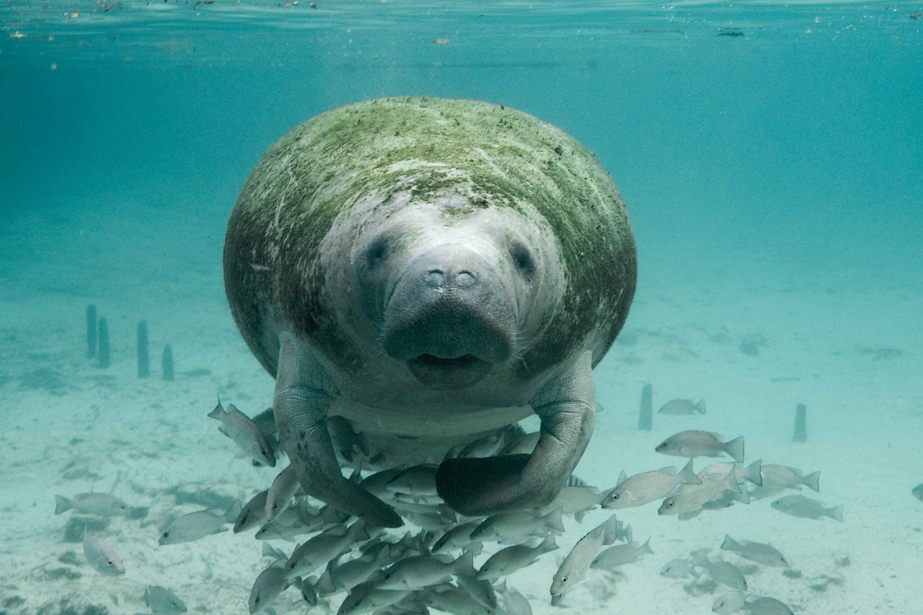 underwater, swimming, dugong, animal themes, animal wildlife, fauna, sealion, 2K, animals in the wild, outdoors, water, manatee, vertebrate, wildlife, HD Wallpaper