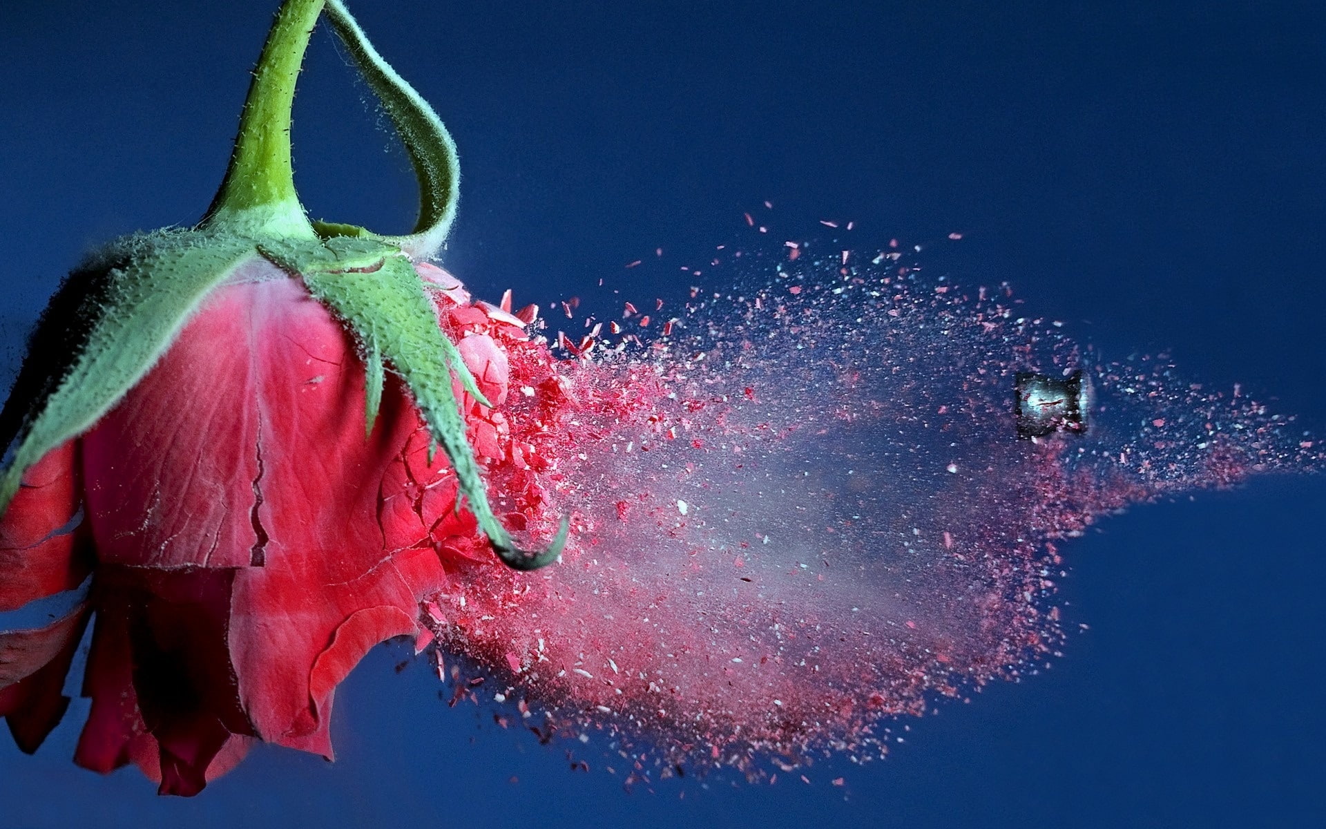 Flying, Debris, Rose, hit, Bullet, 1080P, Red, HD Wallpaper