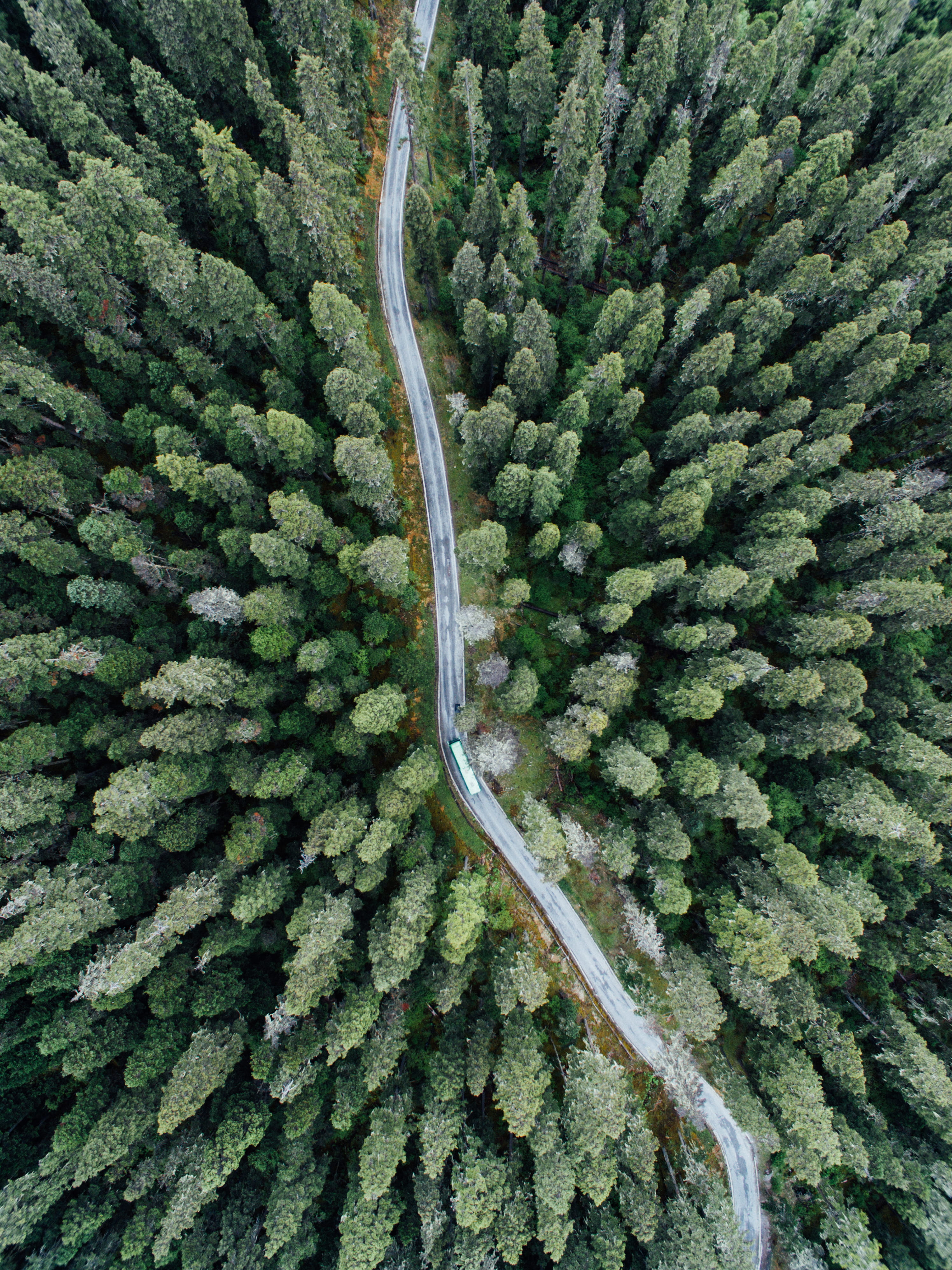 from above, curve, growth, rural Scene, travel, wood, nature, green Color, street, remote, no People, treetop, woodland, tree, mountain, rural, vehicle, Phone HD Wallpaper
