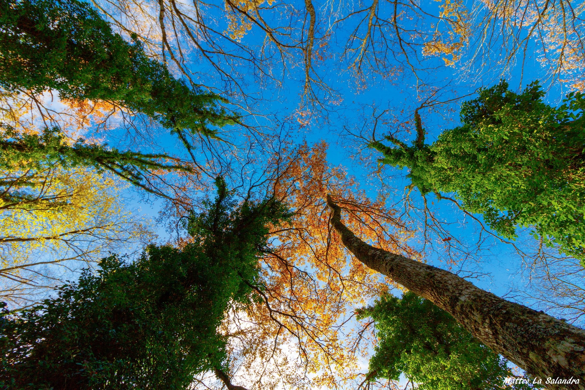 1080P, nature, worms eye view, trees, forest, sky, HD Wallpaper