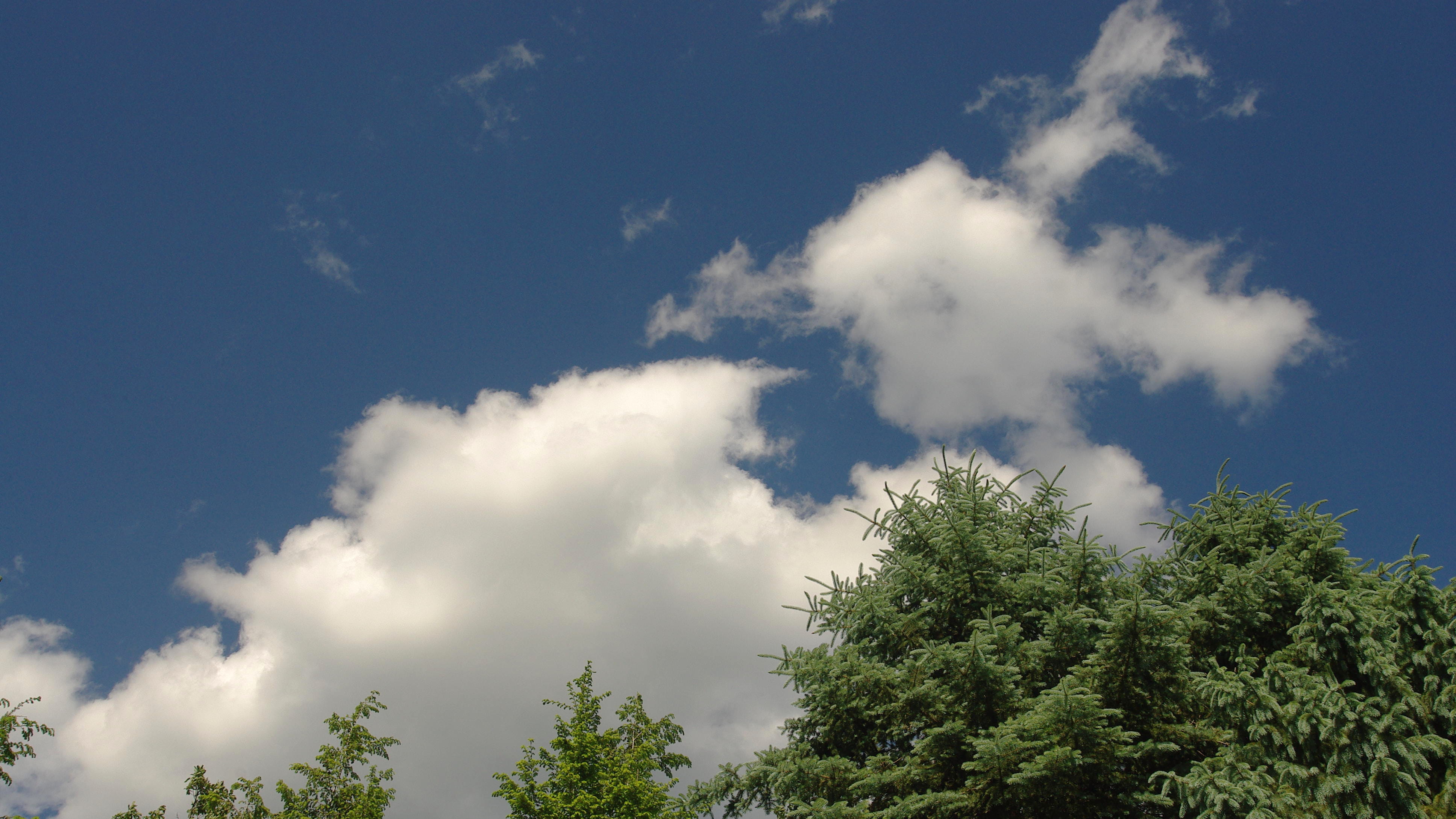 sky, coniferous tree, no people, scenics - nature, plant, blue, tree, sunlight, tranquility, trees, blue sky, green color, treetop, low angle view, desktop background, HD Wallpaper