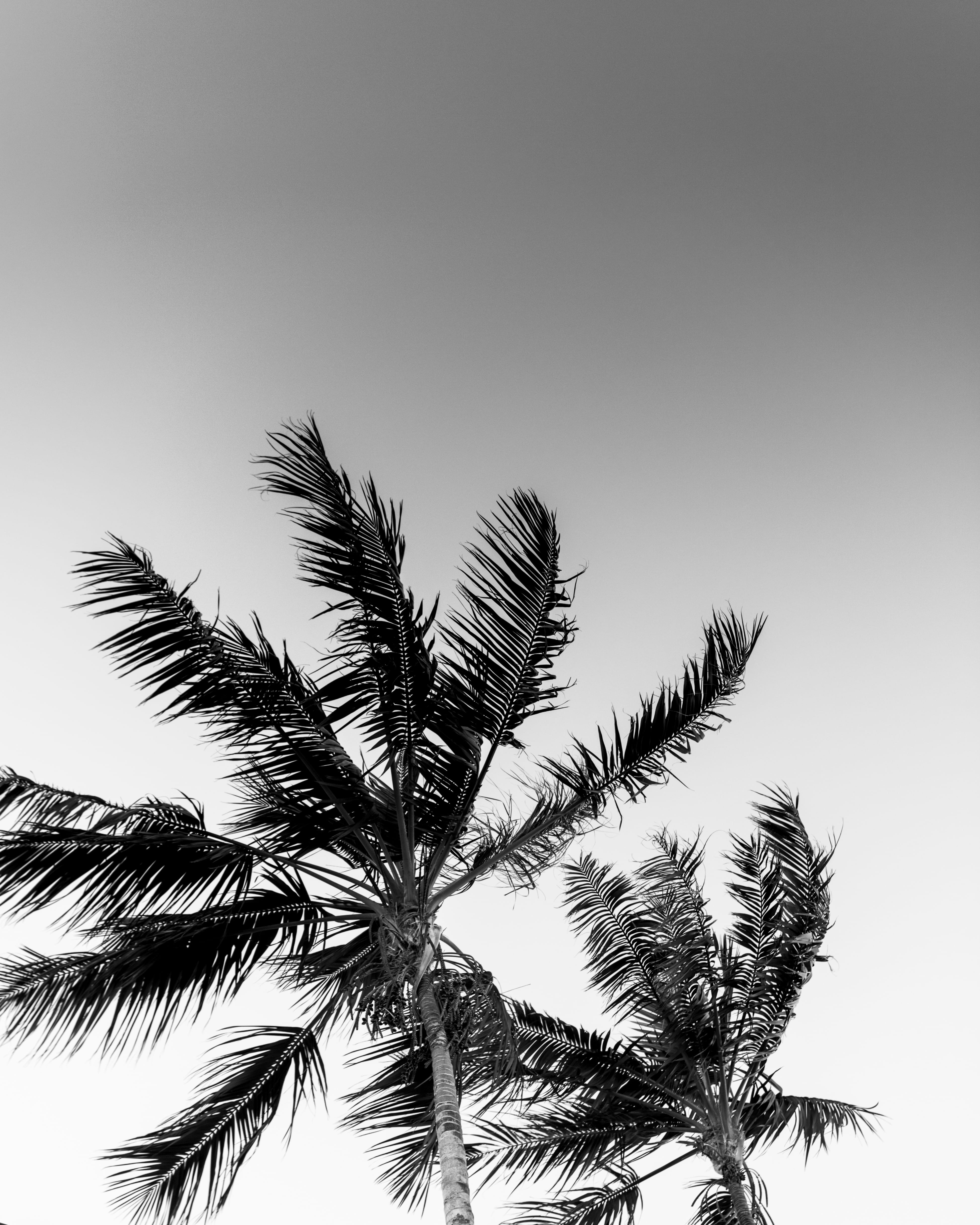 coconut palm tree, growth, palm leaf, tropical tree, day, photo, 4K, clear sky, trees, copy space, low angle view, windy, beauty in nature, palm, black-and-white, Phone HD Wallpaper