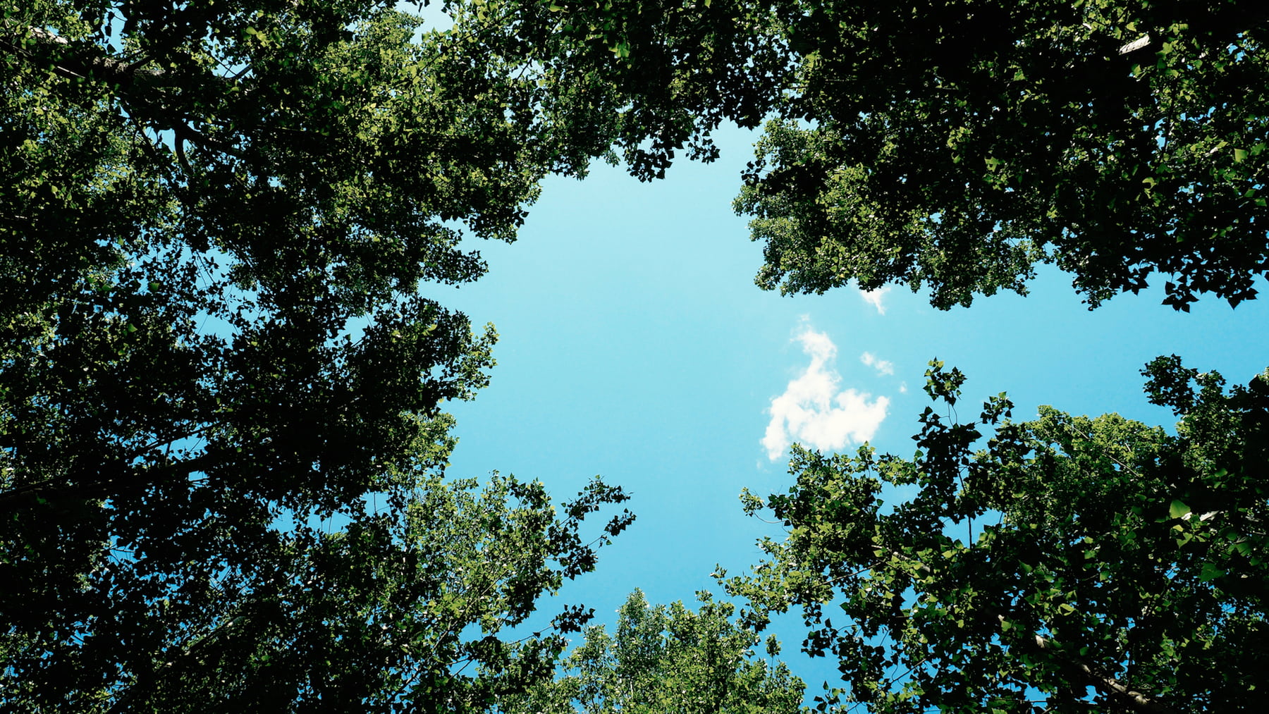 scenics - nature, tranquil scene, no people, green, low angle view, directly below, outdoors, sunshine, day, 720P, growth, summer, view, tranquility, tree, HD Wallpaper