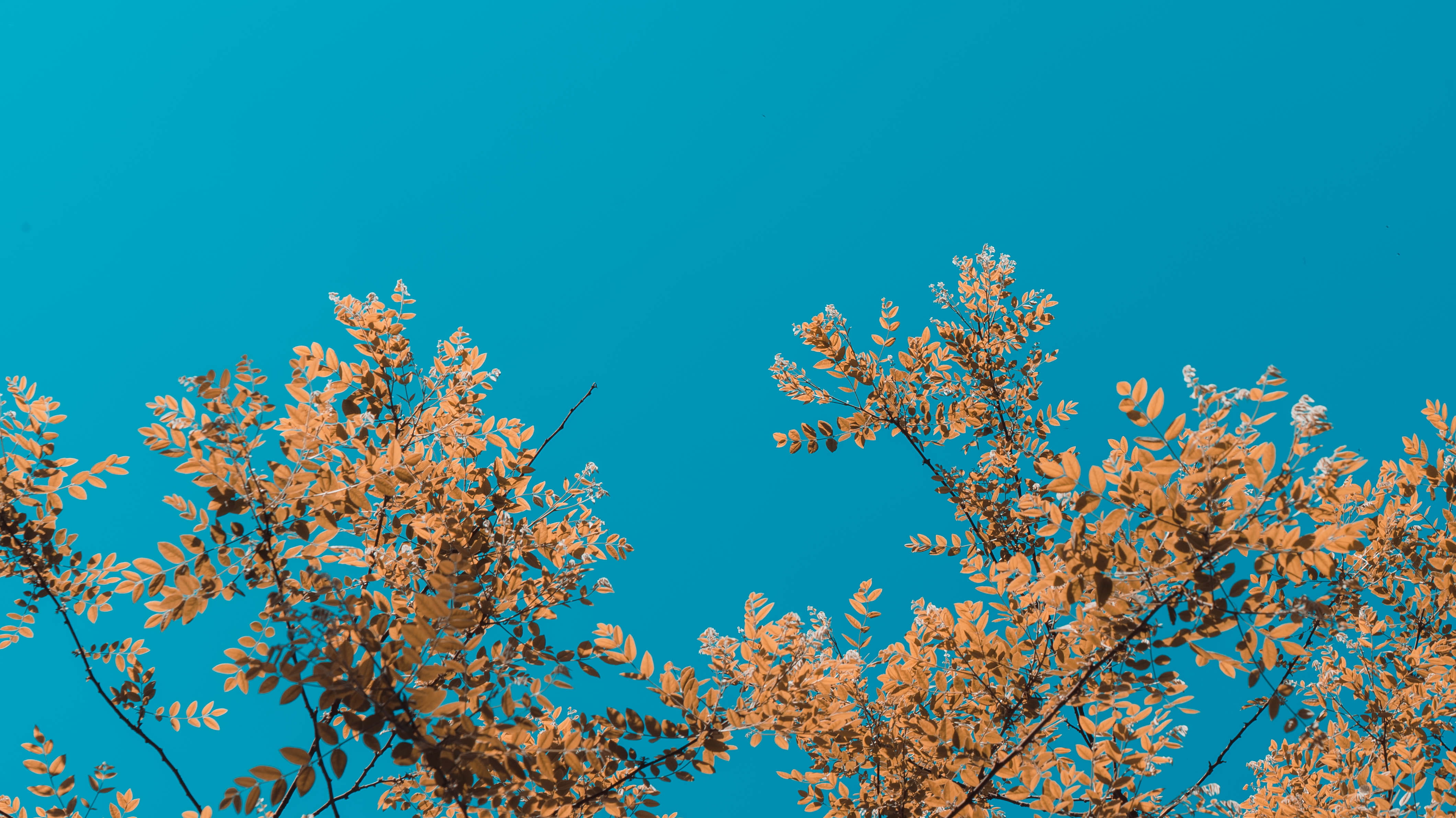tree, day, blue, reef, nature, blossom, beauty in nature, springtime, ocean, yellow, tranquility, flowers, vondelpark, monarch, outdoors, butterfly, treetop, HD Wallpaper