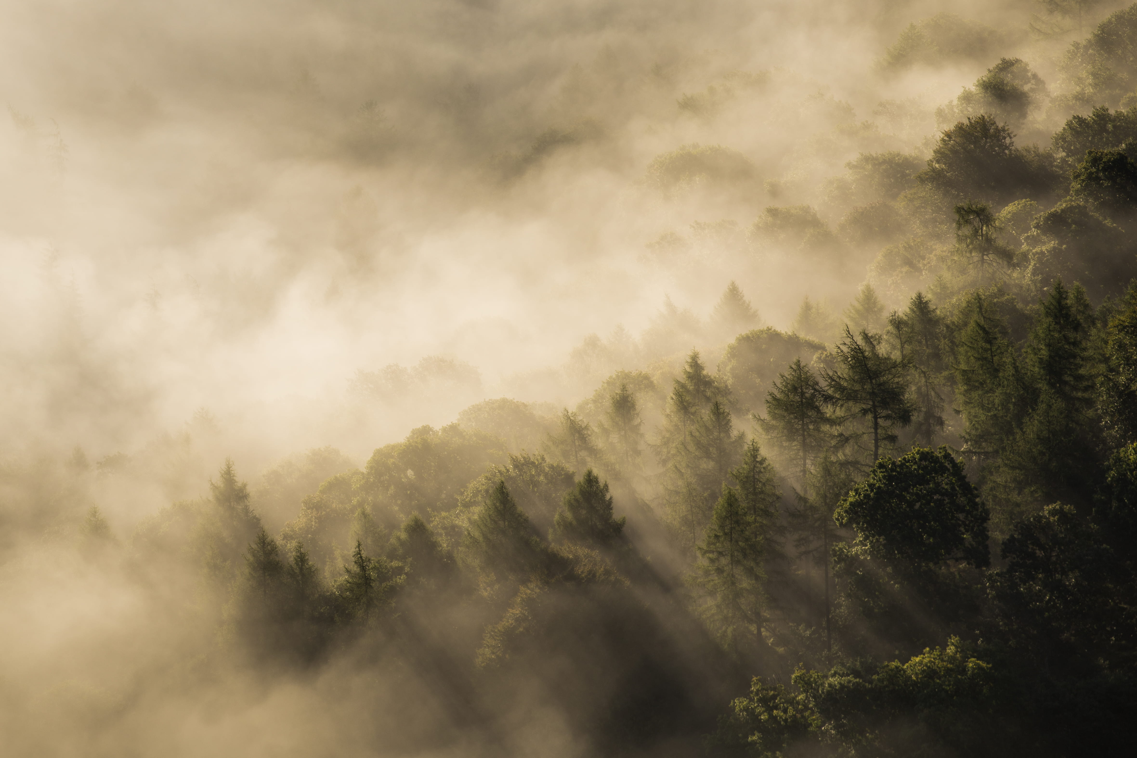 cloud - sky, mountain, environment, fog, no people, rays, 4K, ray, conifer, light ray, scenics - nature, mystery, mist, land, tranquil scene, outdoors, HD Wallpaper